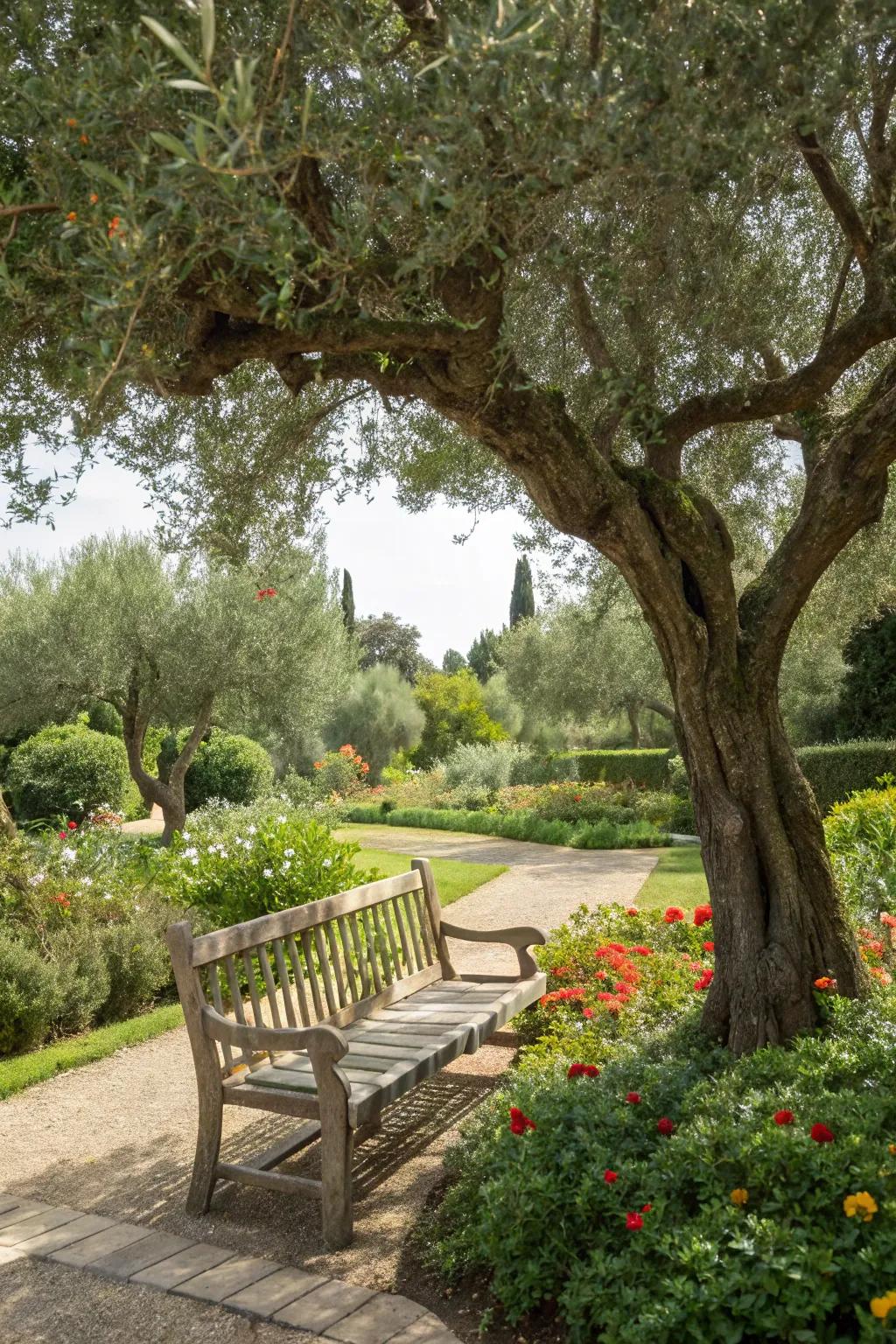 A relaxing garden seating area under the shade of an olive tree.