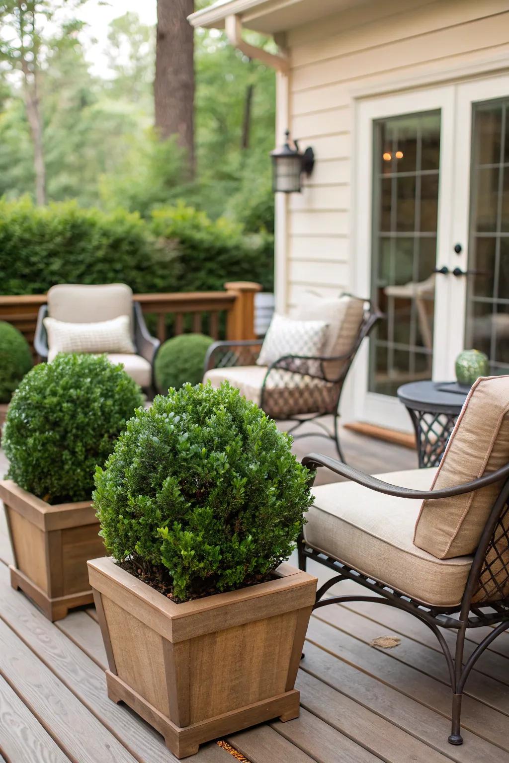 Boxwoods add charm and privacy to your patio.