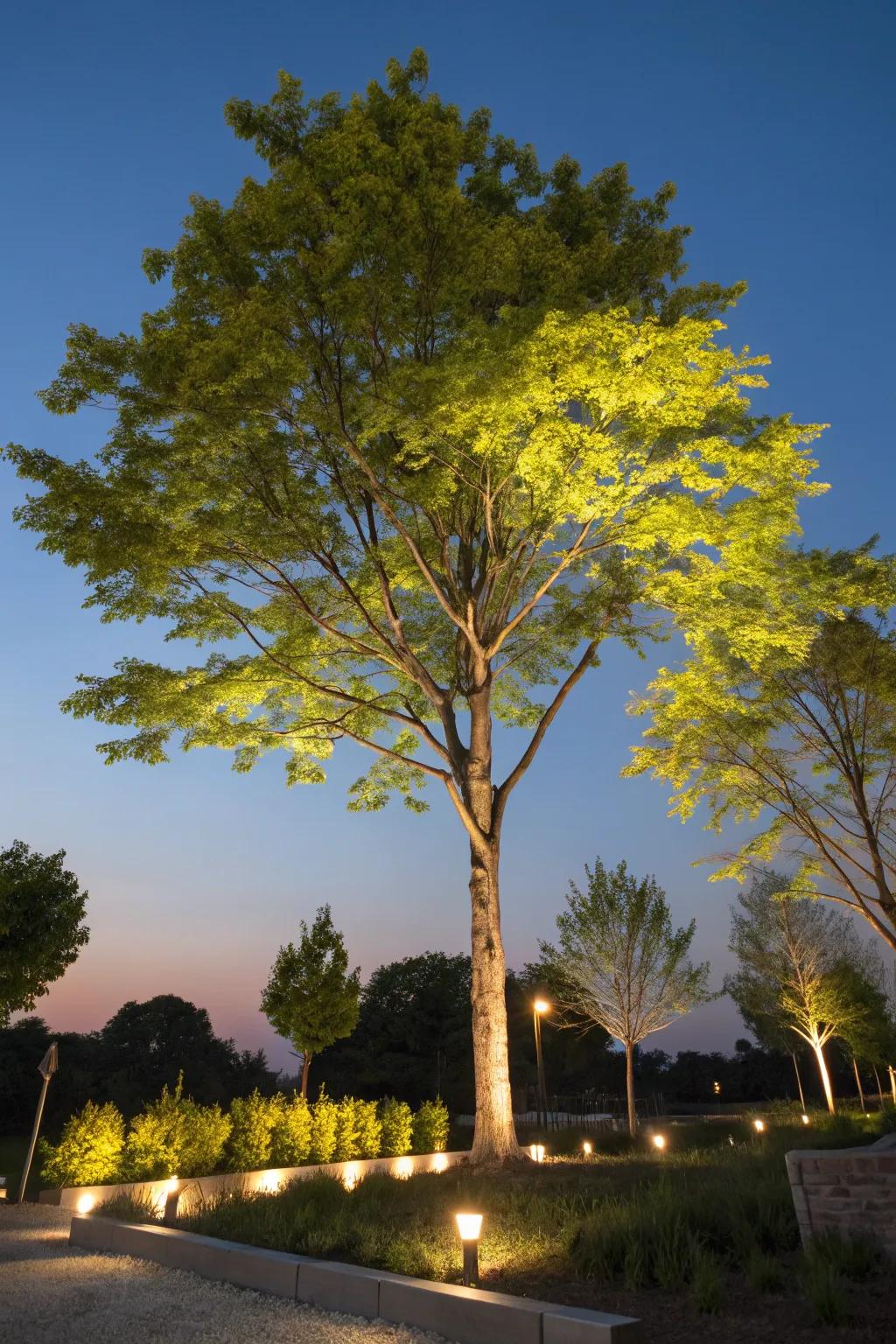 Uplighting enhances the natural beauty of your trees.