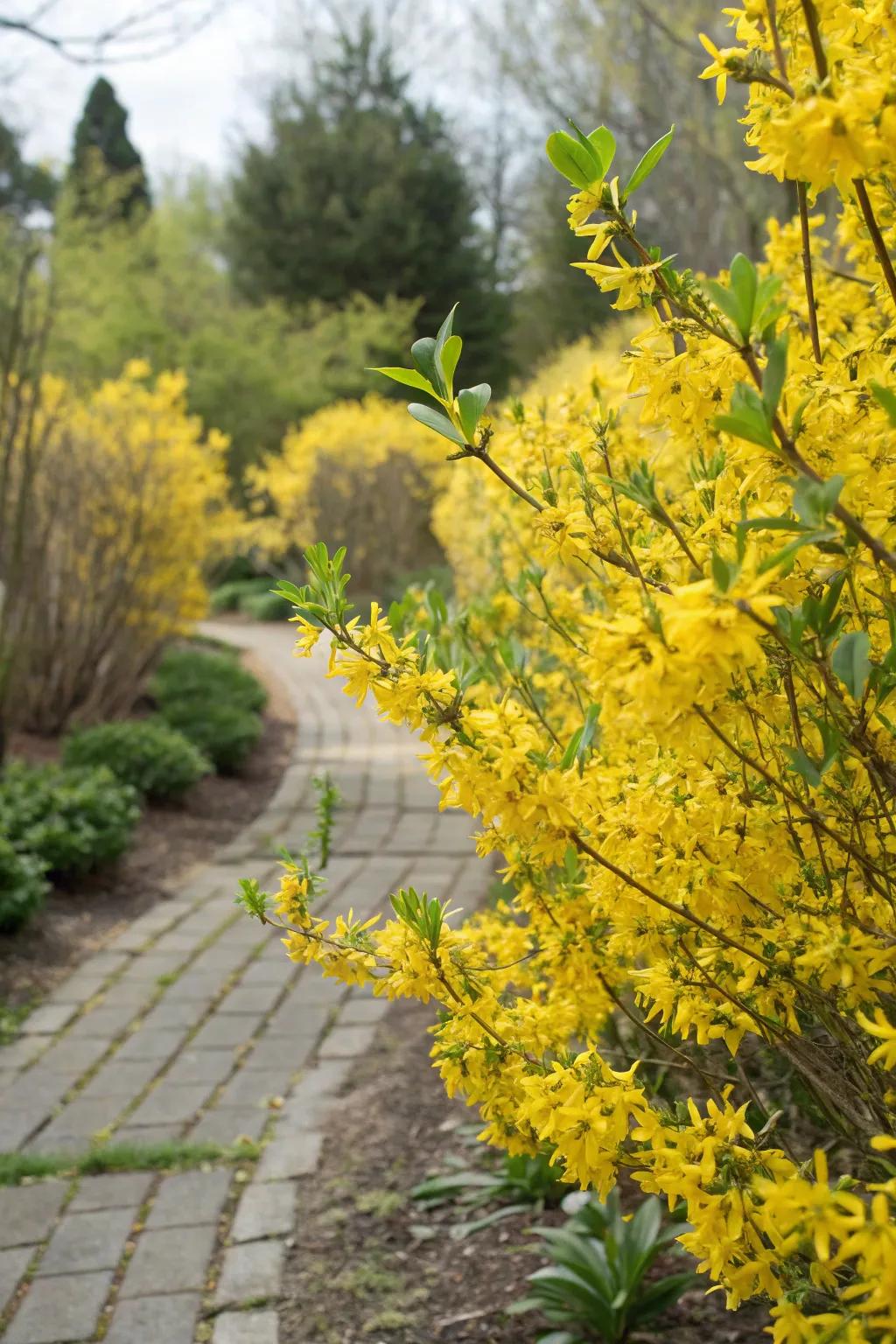 Forsythia shrubs adding color and privacy to a garden path.