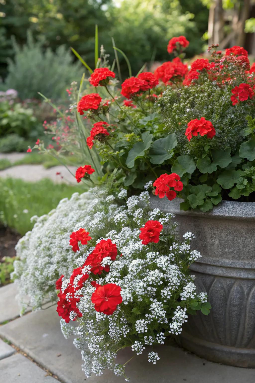The delicate white blooms of sweet alyssum beautifully complement bold red geraniums.