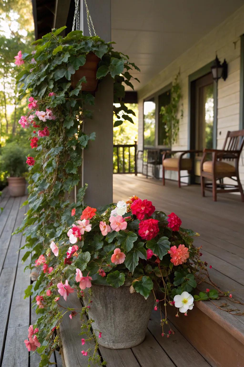 Bright begonias paired with trailing vines, perfect for adding drama to a shaded porch.