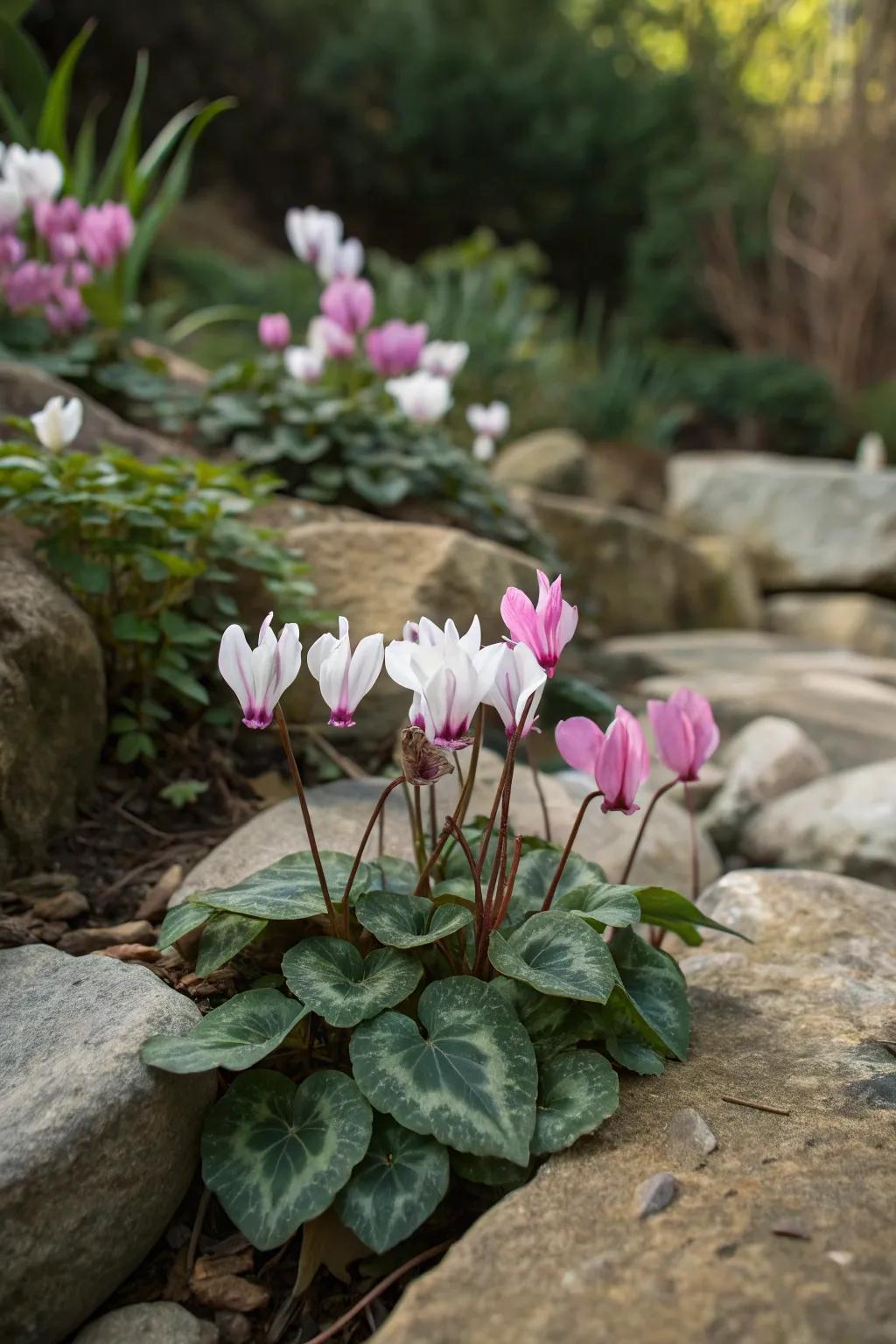 Cyclamen provides a splash of color even in the shade.