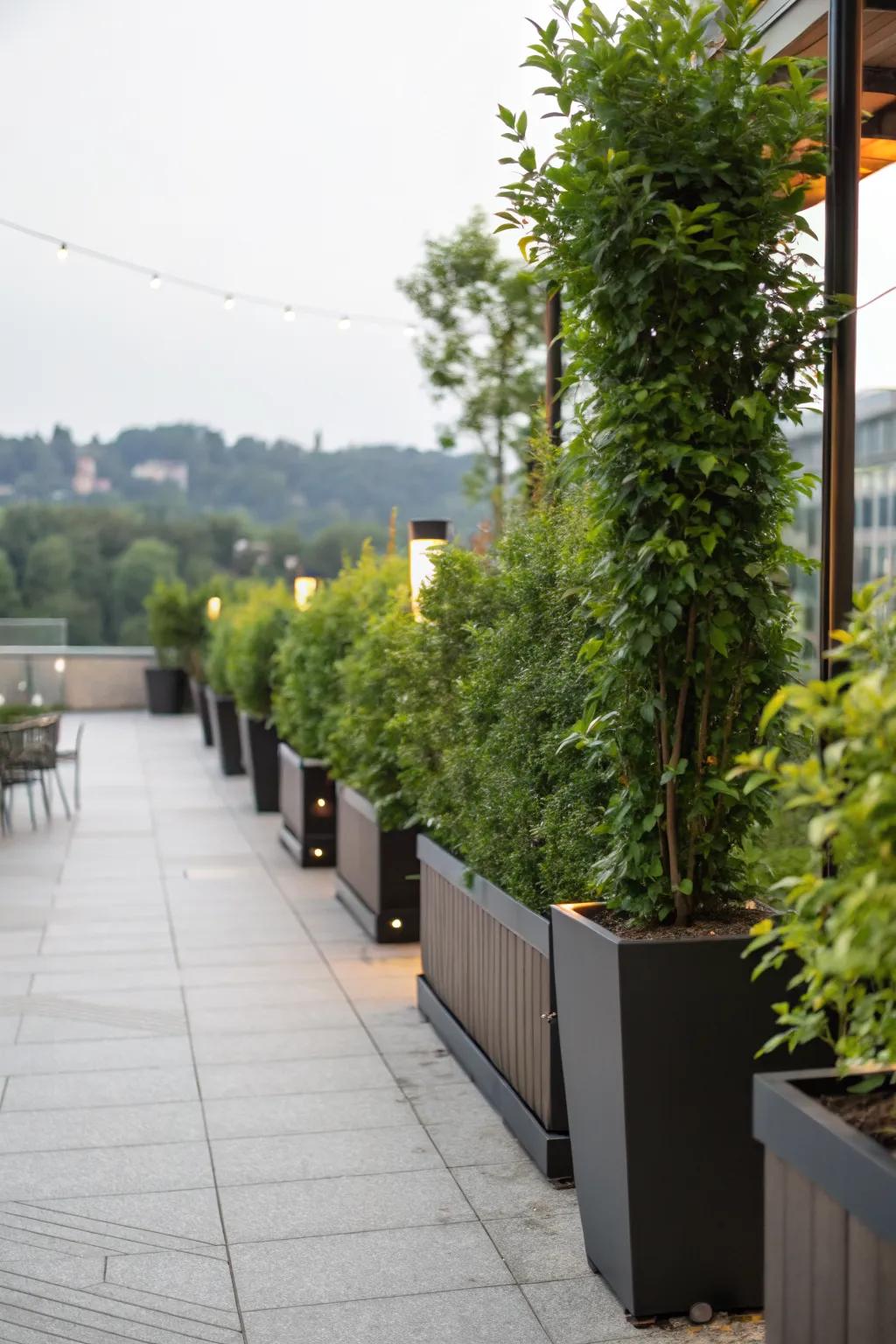 Tall planters can serve as beautiful, living walls.
