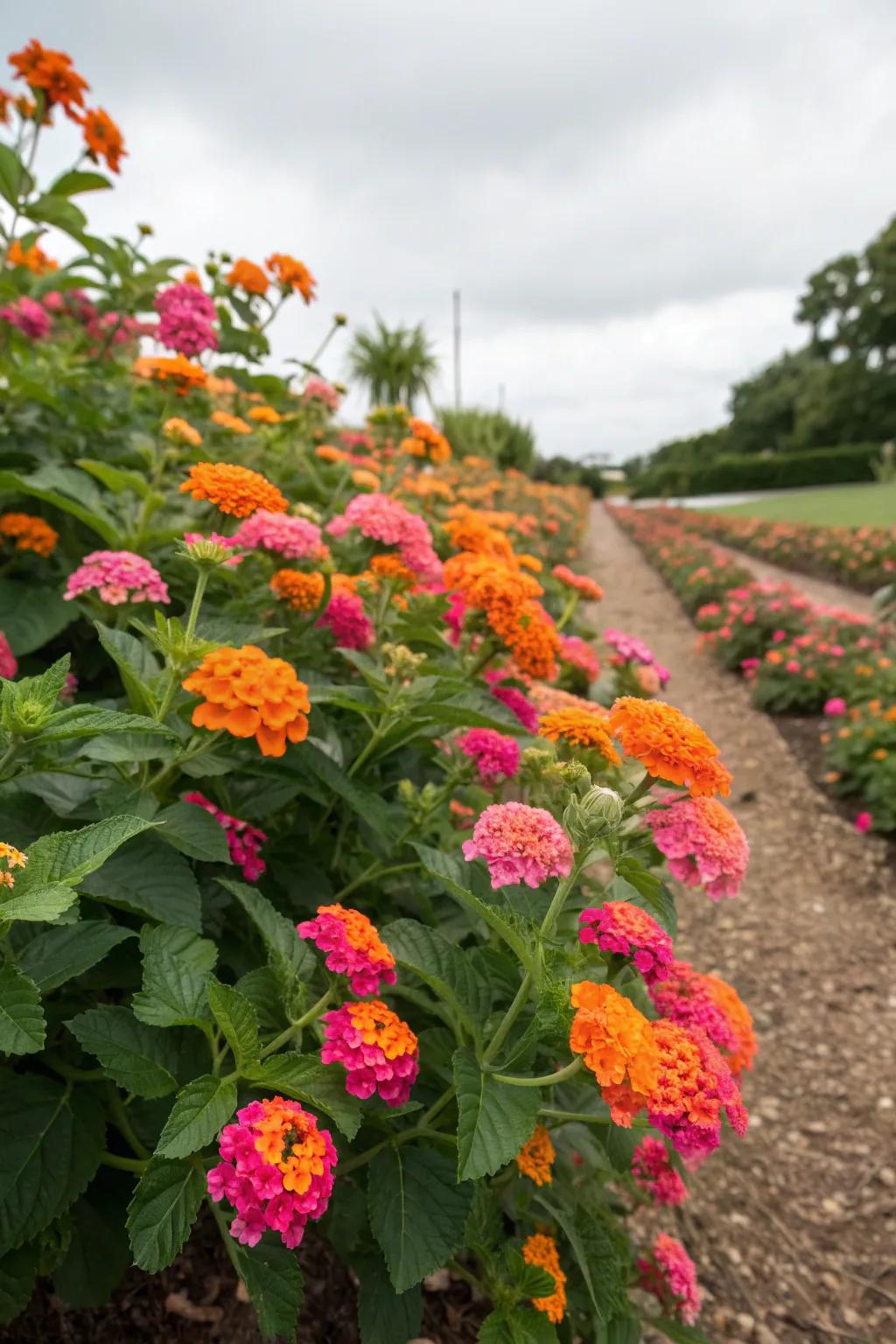 Lantana flowers bring vibrant color and attract butterflies.