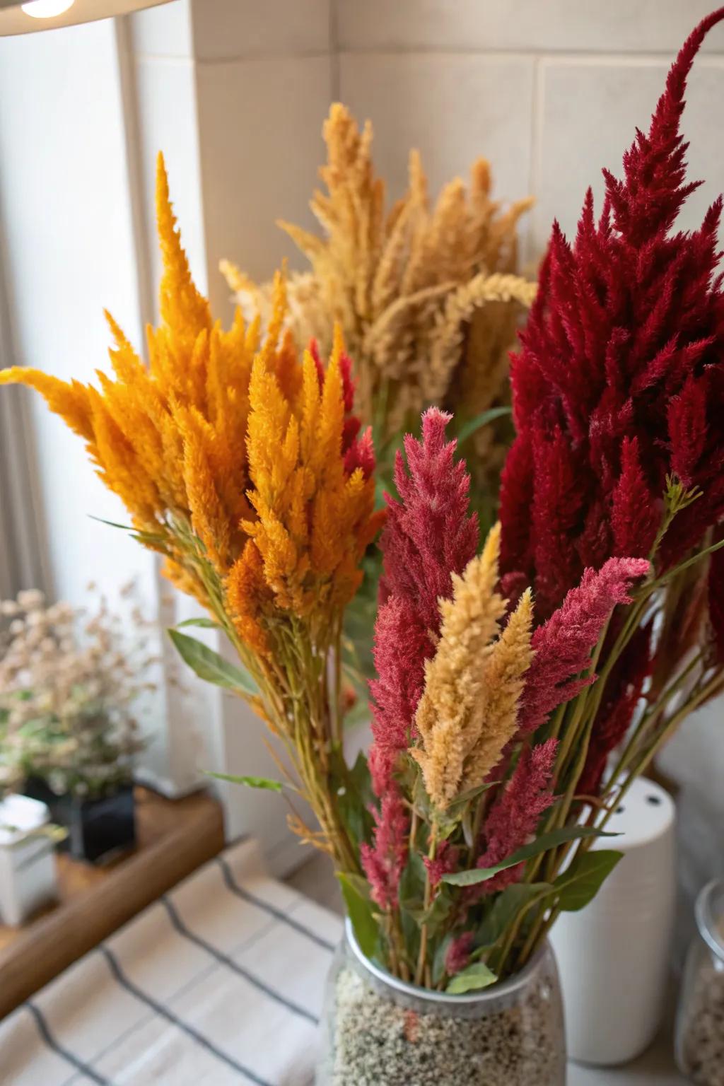 Dried celosia flowers provide long-lasting indoor decor.