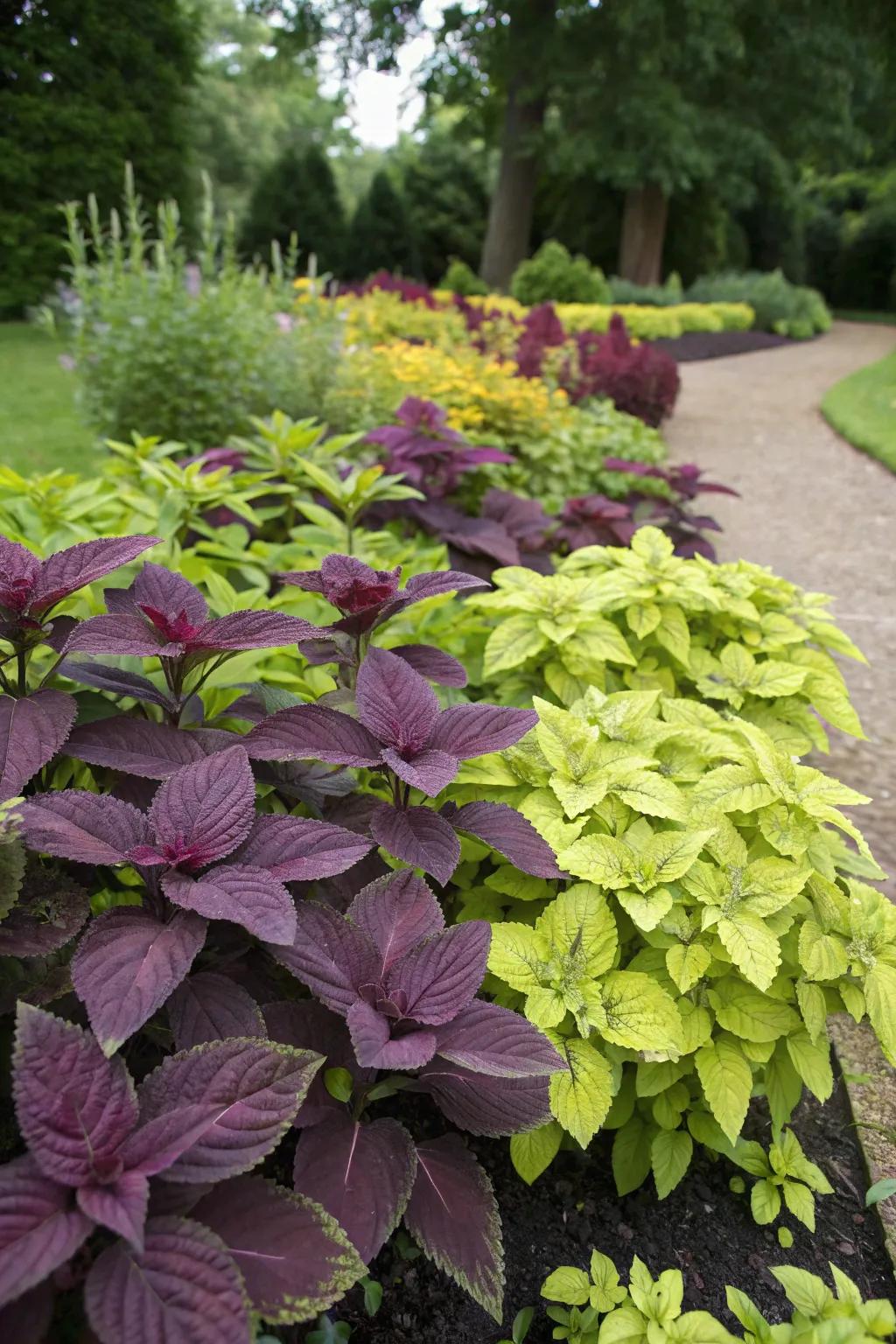 Contrasting foliage colors make for striking garden displays.