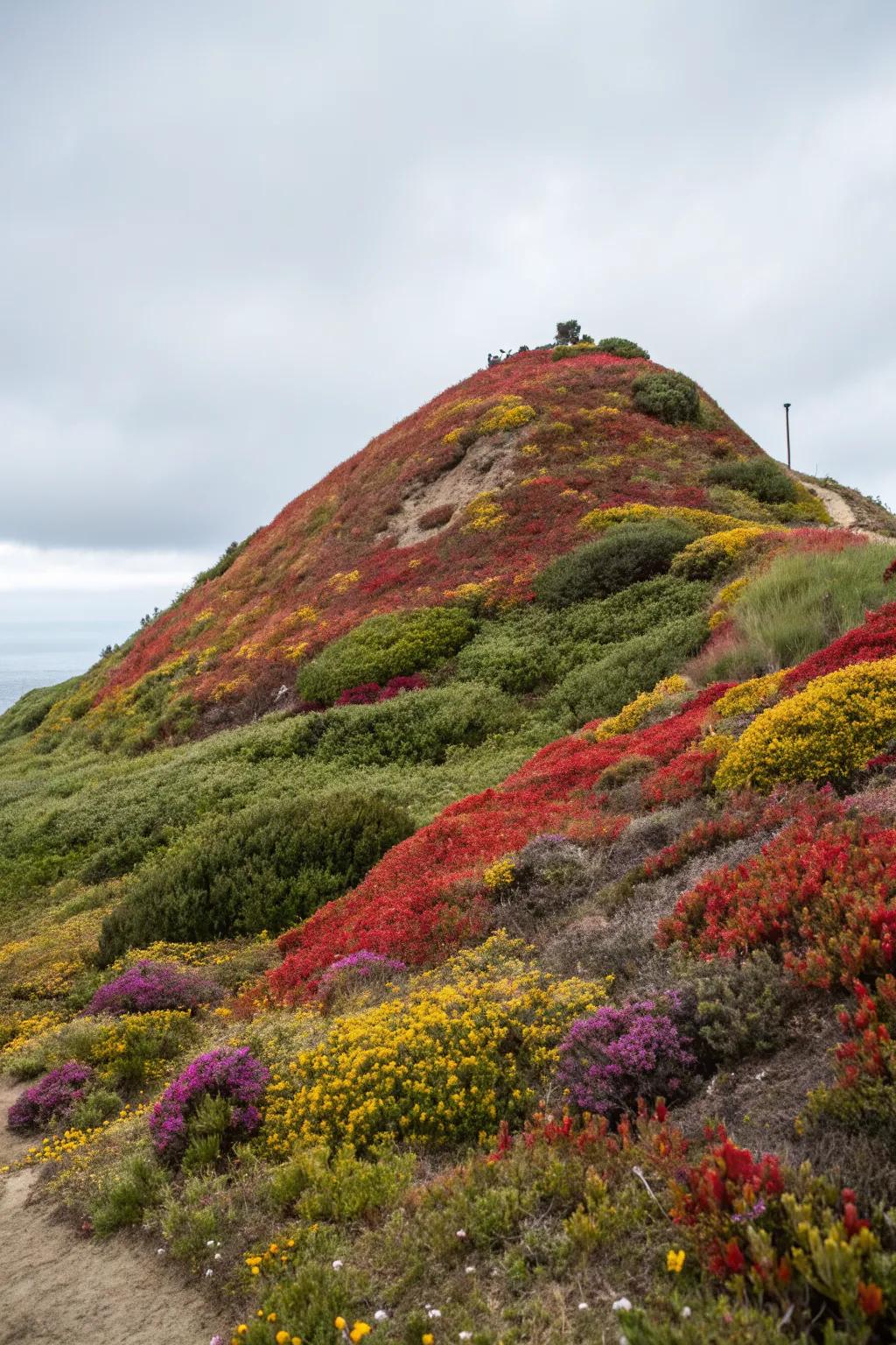 Turn your hillside into a masterpiece with bold colors.
