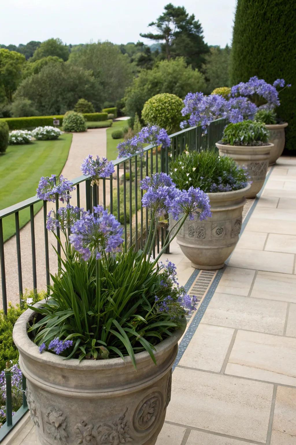 Transform your patio with agapanthus in decorative pots.