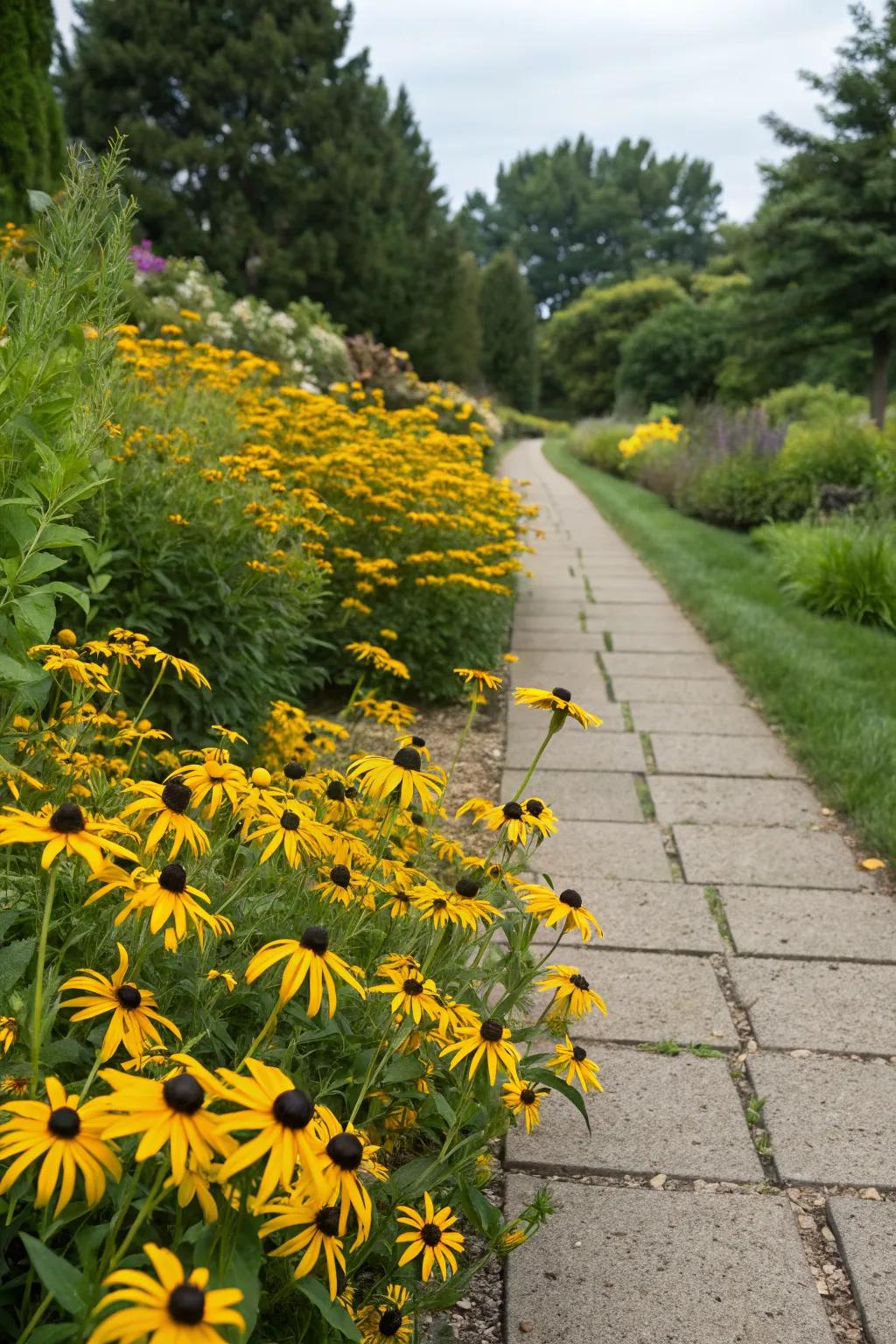 Inviting garden pathways lined with black-eyed Susans.