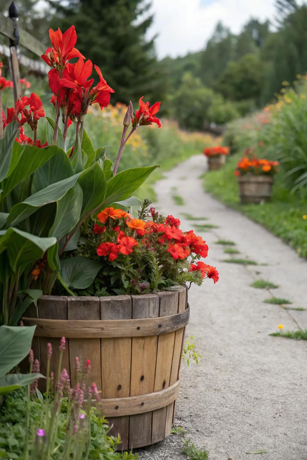 Wooden containers add a rustic charm to garden displays with canna lilies.