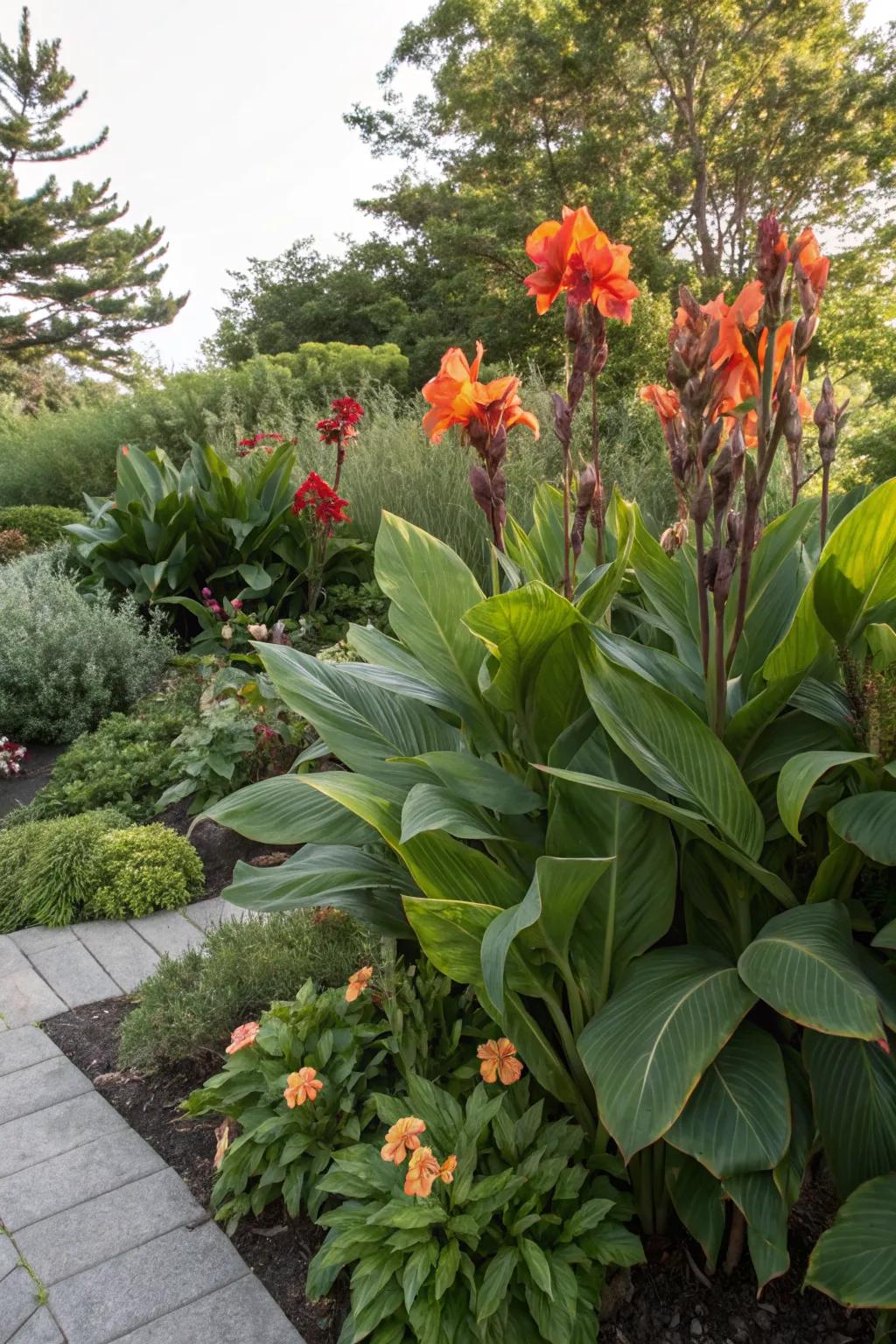 Canna lilies stand tall as striking focal points.