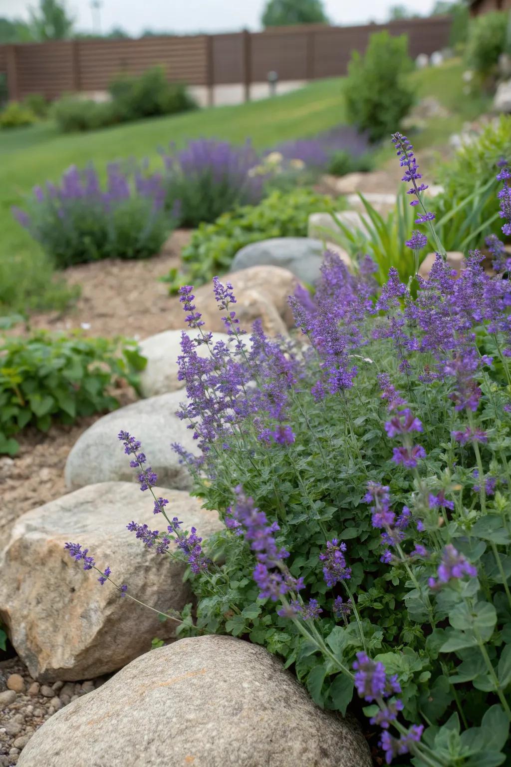 Catmint adding a pop of color to a rock garden.