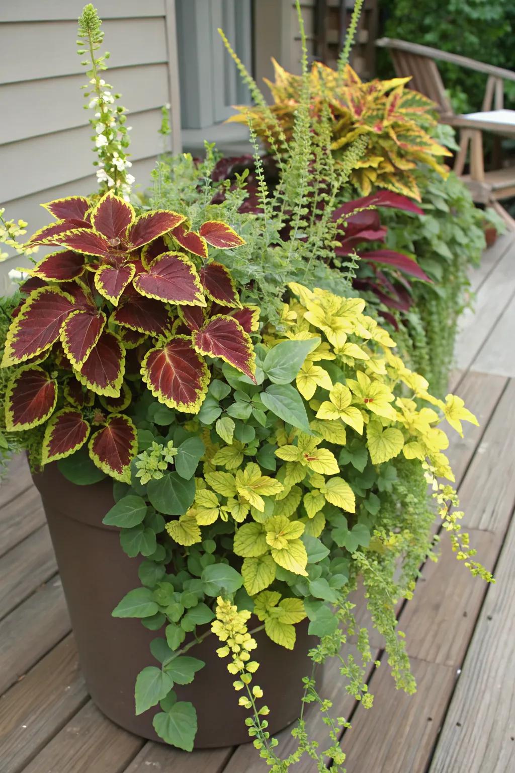Layered Textures with Coleus and Lysimachia
