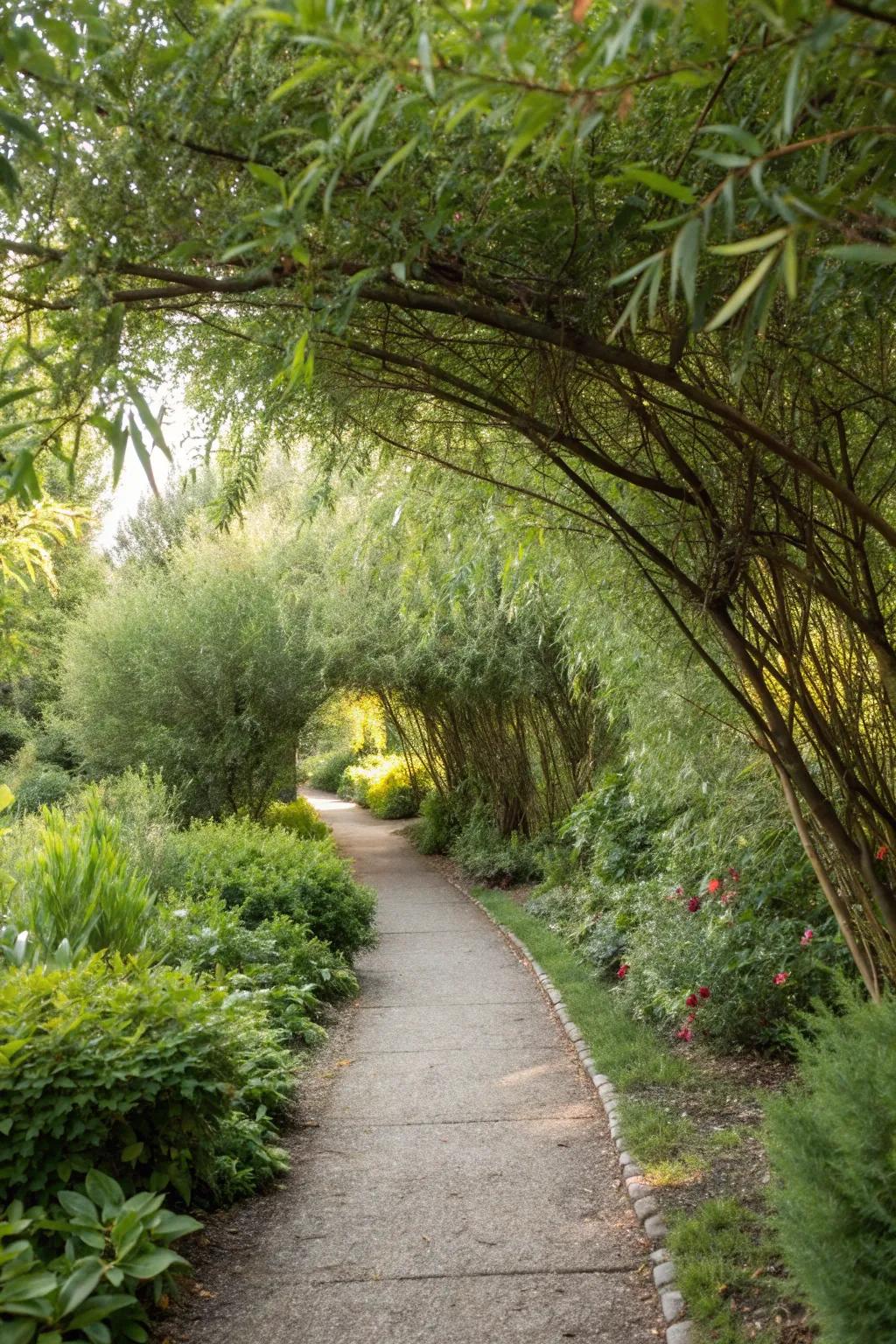 Dappled willows beautifully line a garden path, welcoming visitors.