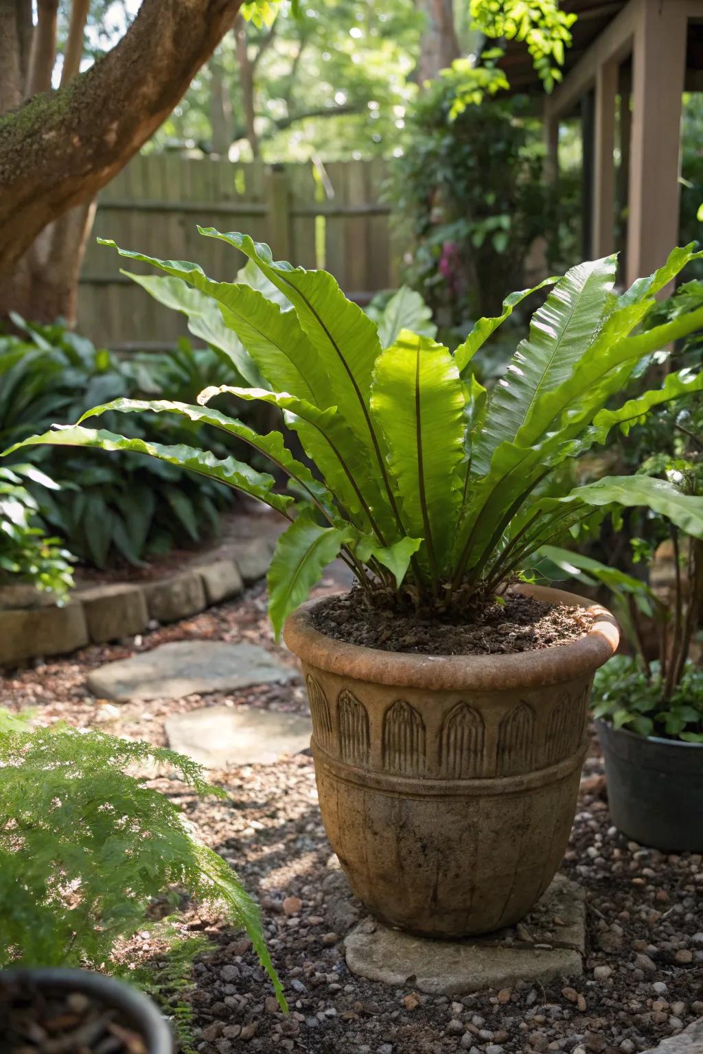 Hart's Tongue Fern: a wavy wonder for shade.