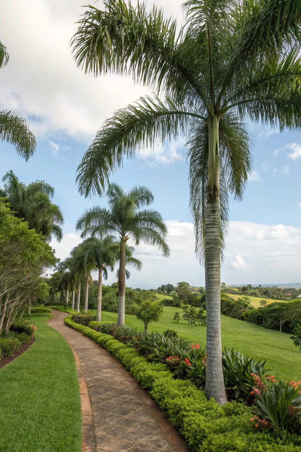 Foxtail palms adding structure to garden borders.