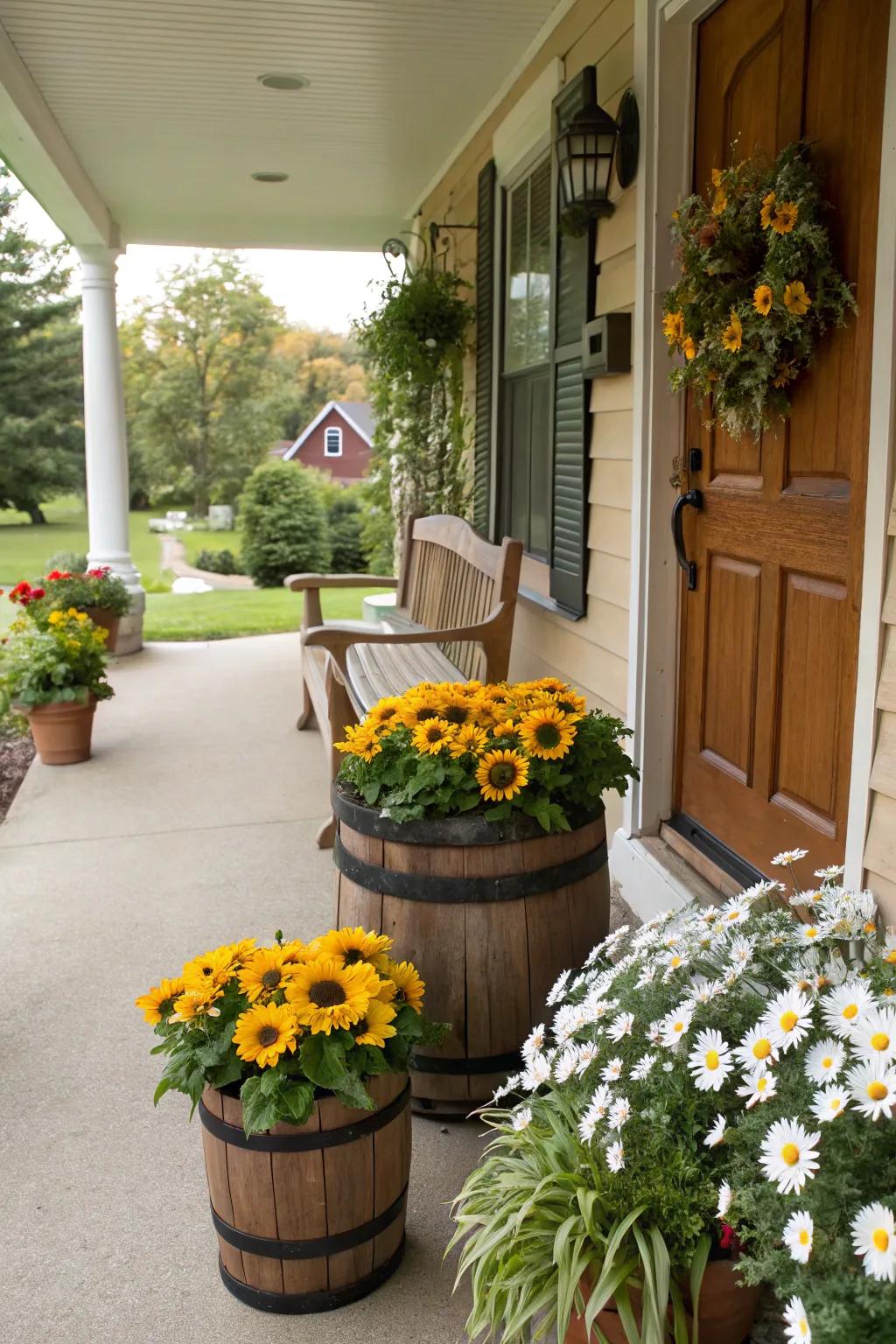 Rustic half-barrel planters filled with sunflowers and daisies.