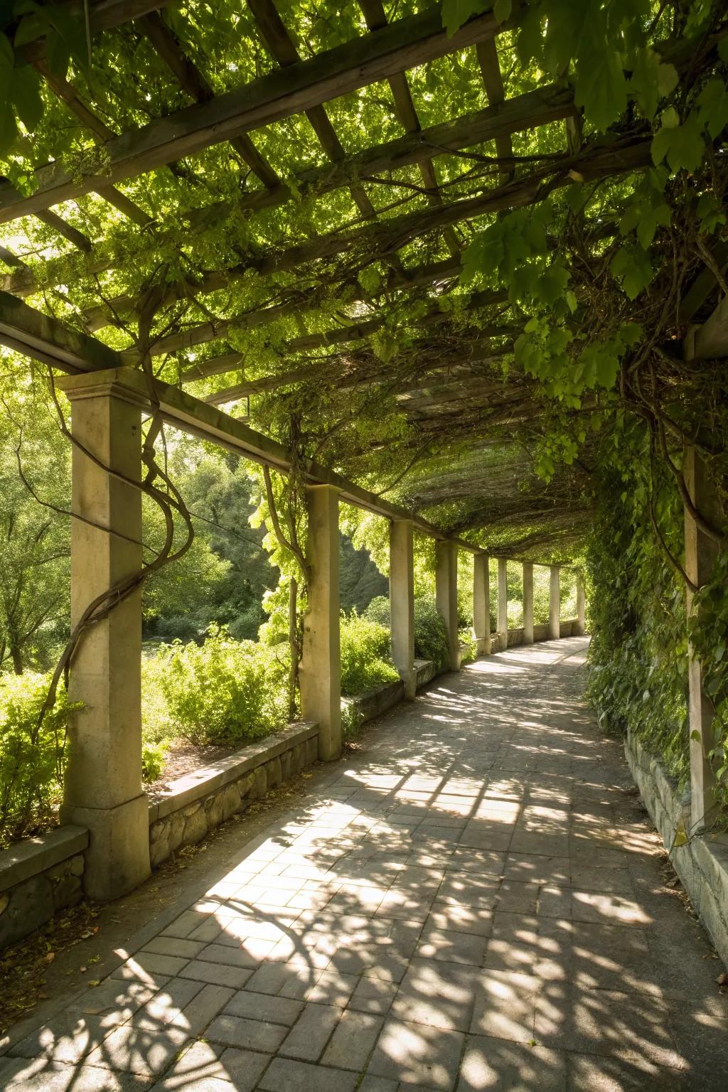 A pergola gracefully draped with grape vines, offering shade and beauty.