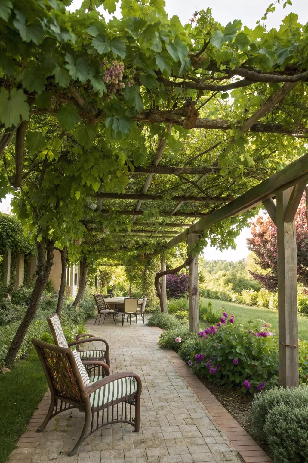 A grapevine-covered pergola offering a tranquil escape in the garden.