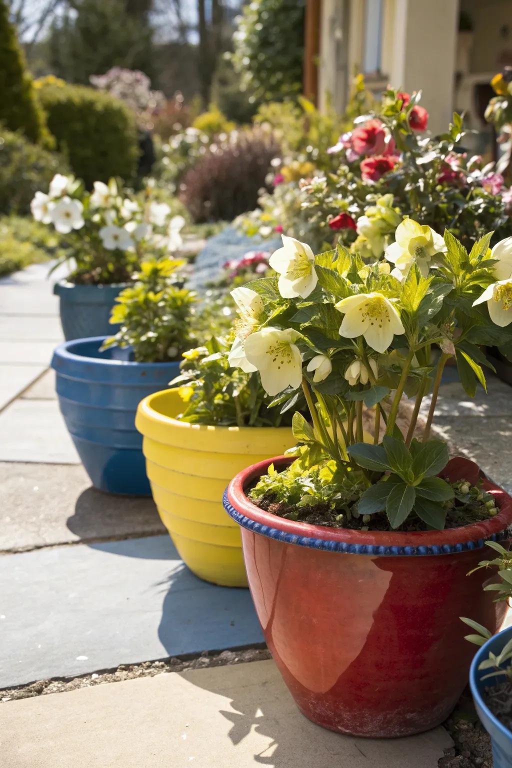Ceramic pots bring whimsy and color to hellebore arrangements.