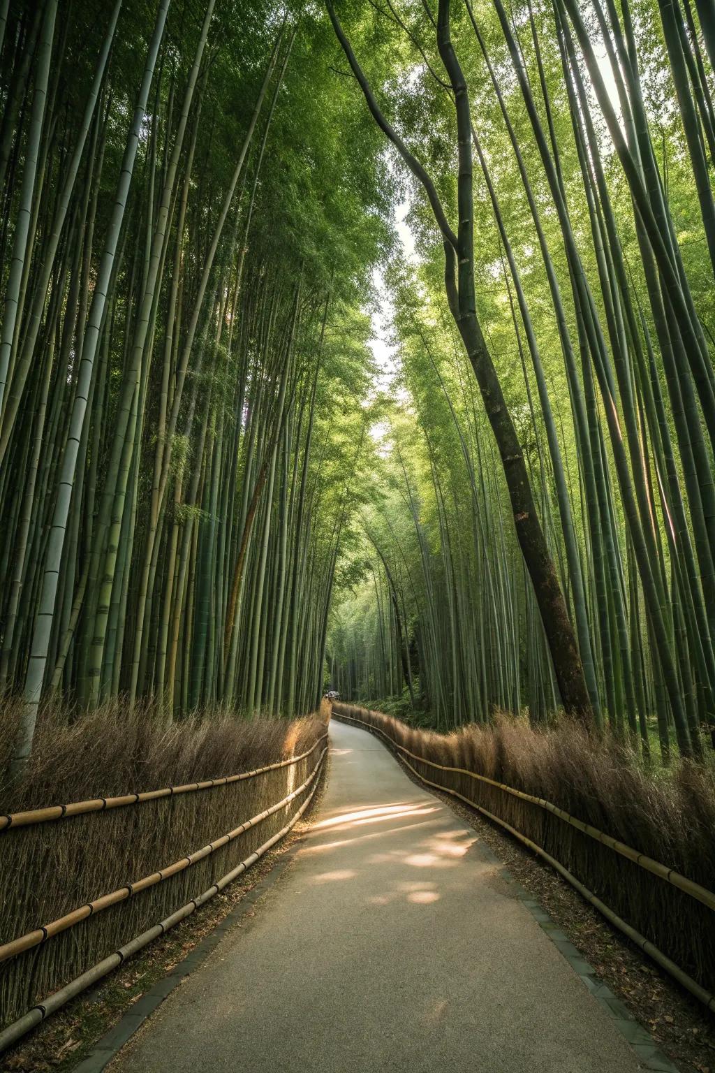 Japanese garden path framed by tall bamboo, forming a tranquil natural corridor.