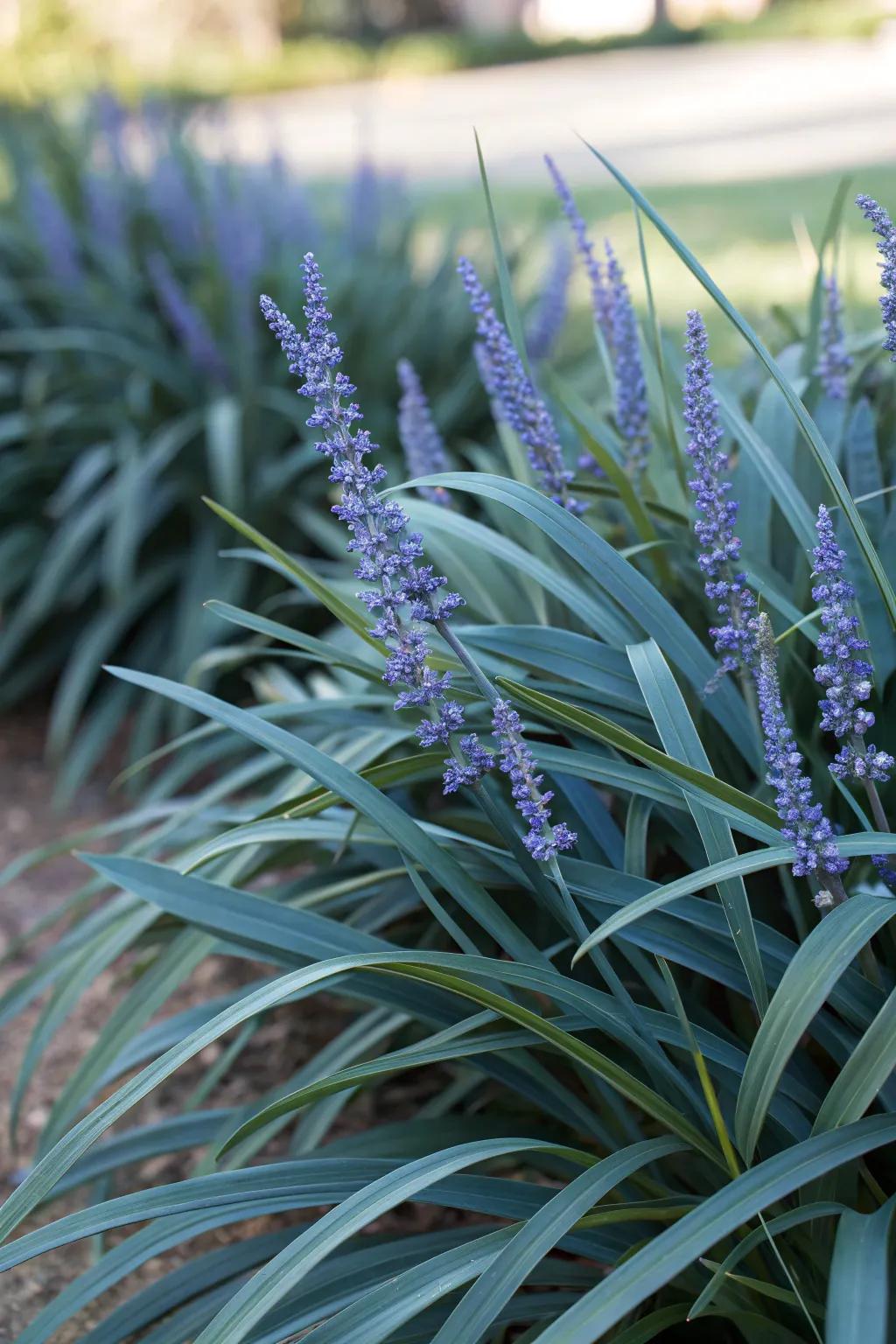 Blue Lilyturf brings elegance to any garden setting.