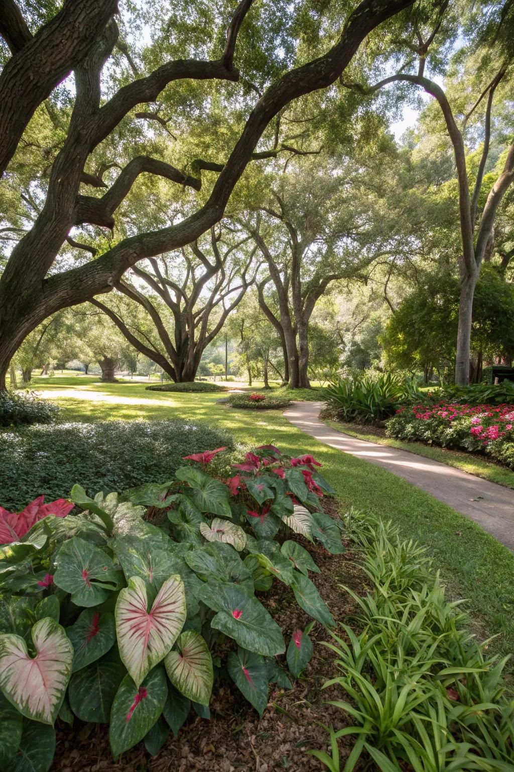 Create a lush retreat in the shade with caladiums.