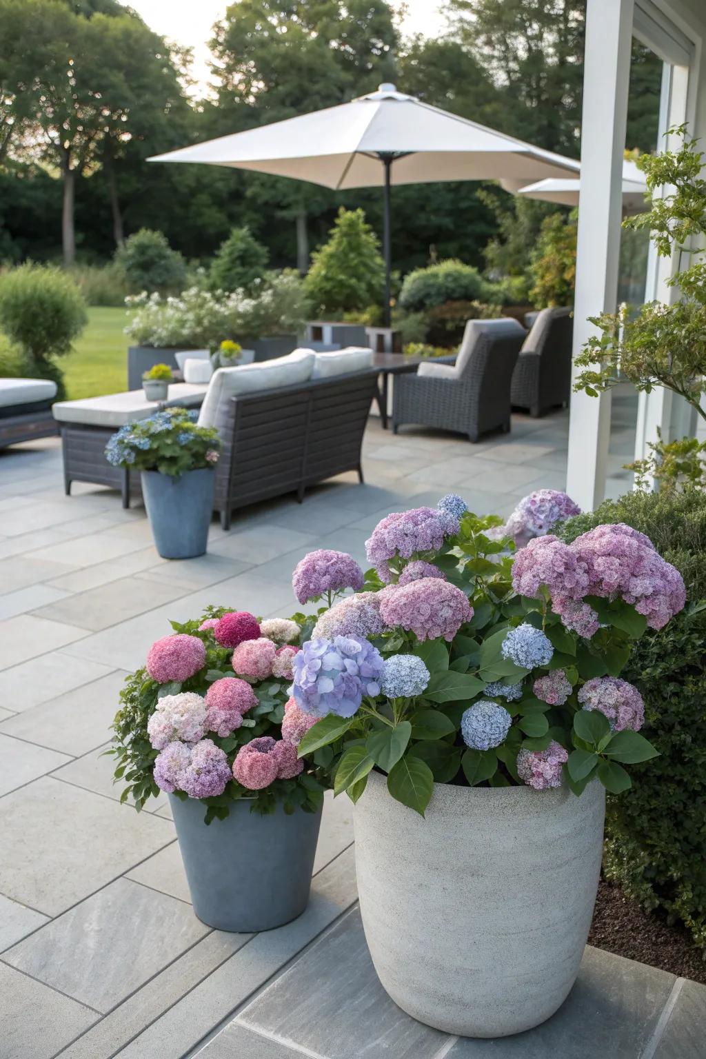 Containers filled with hydrangeas add vibrant color to any patio.