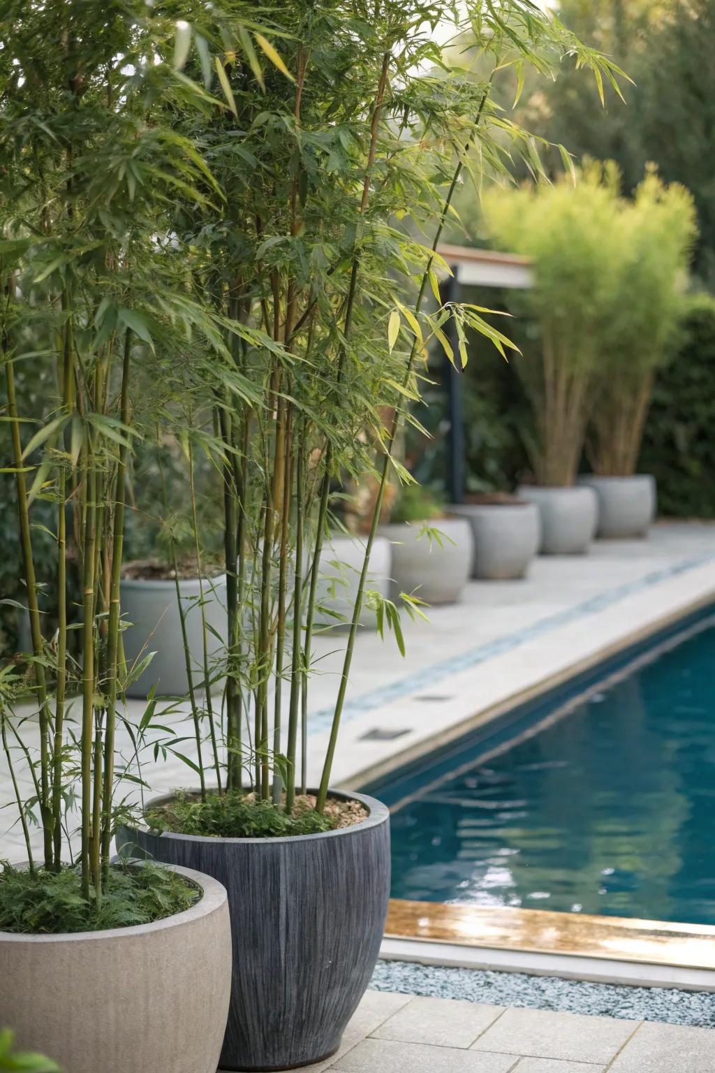 Create a private oasis with tall potted plants.