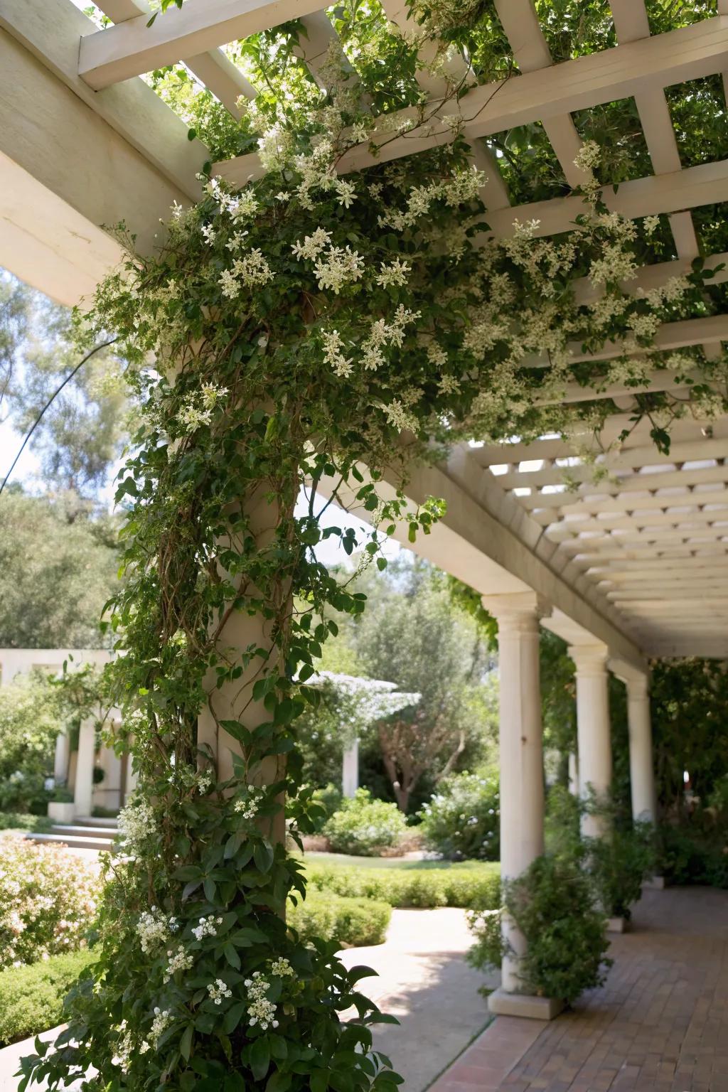 Create a living canopy with climbing plants on your lattice cover.