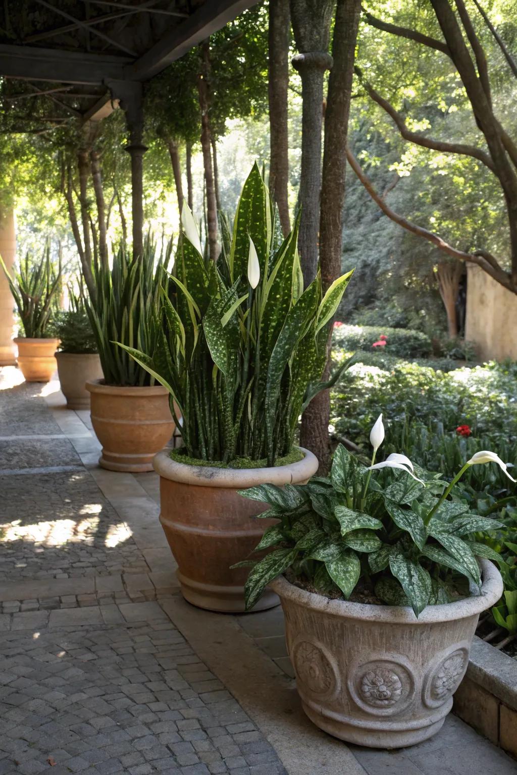 A tranquil tropical blend of snake plants and peace lilies, ideal for shaded areas.