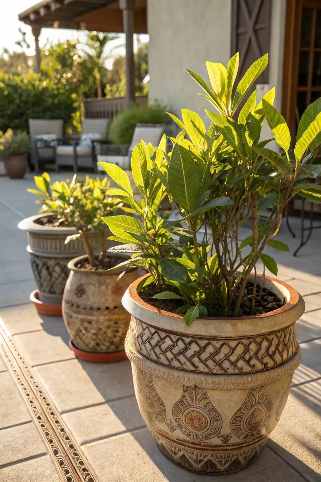 Container gardens bring milkweed to small spaces.