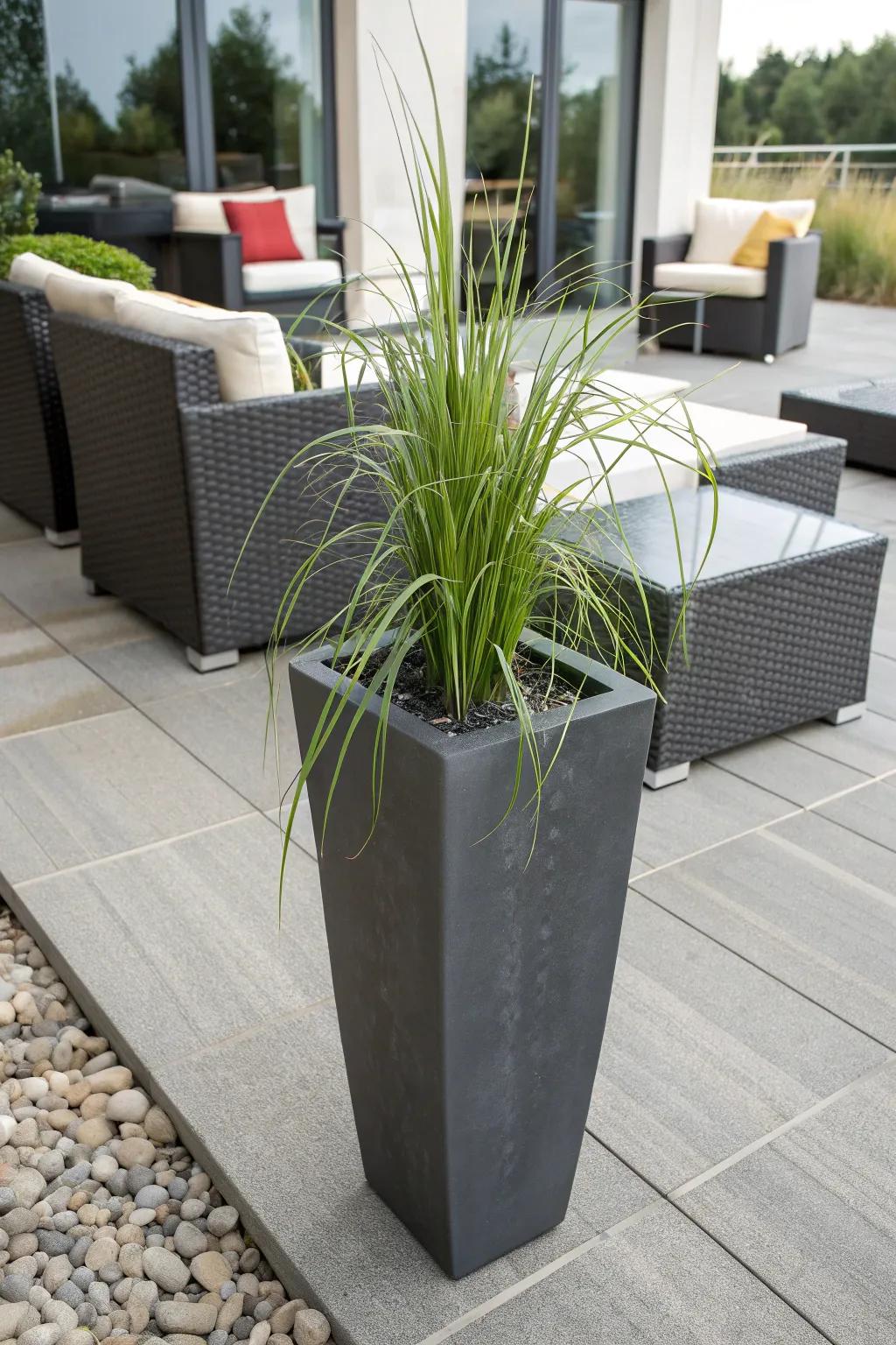 Citronella grass: A chic and functional addition to your mosquito-repellent garden.
