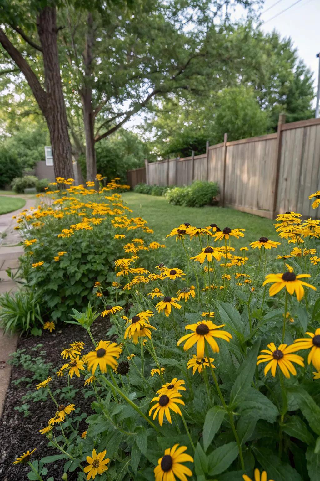 Drought-tolerant perennials like black-eyed Susans bring lasting beauty to your garden.