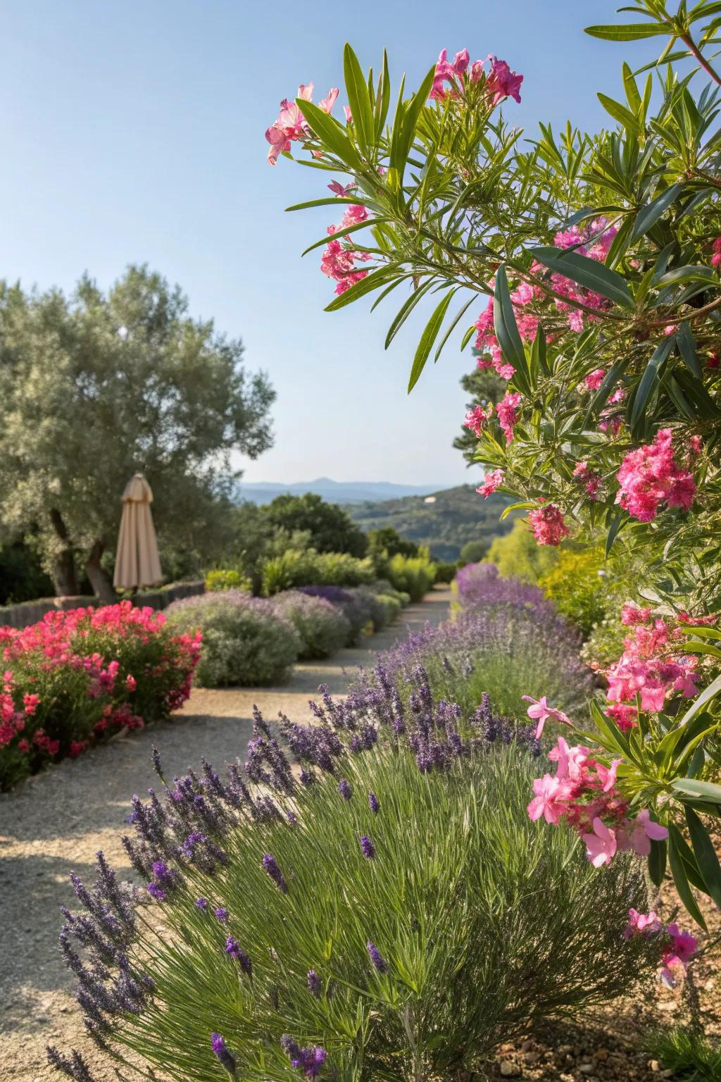 Mix oleanders with other plants for a vibrant garden.