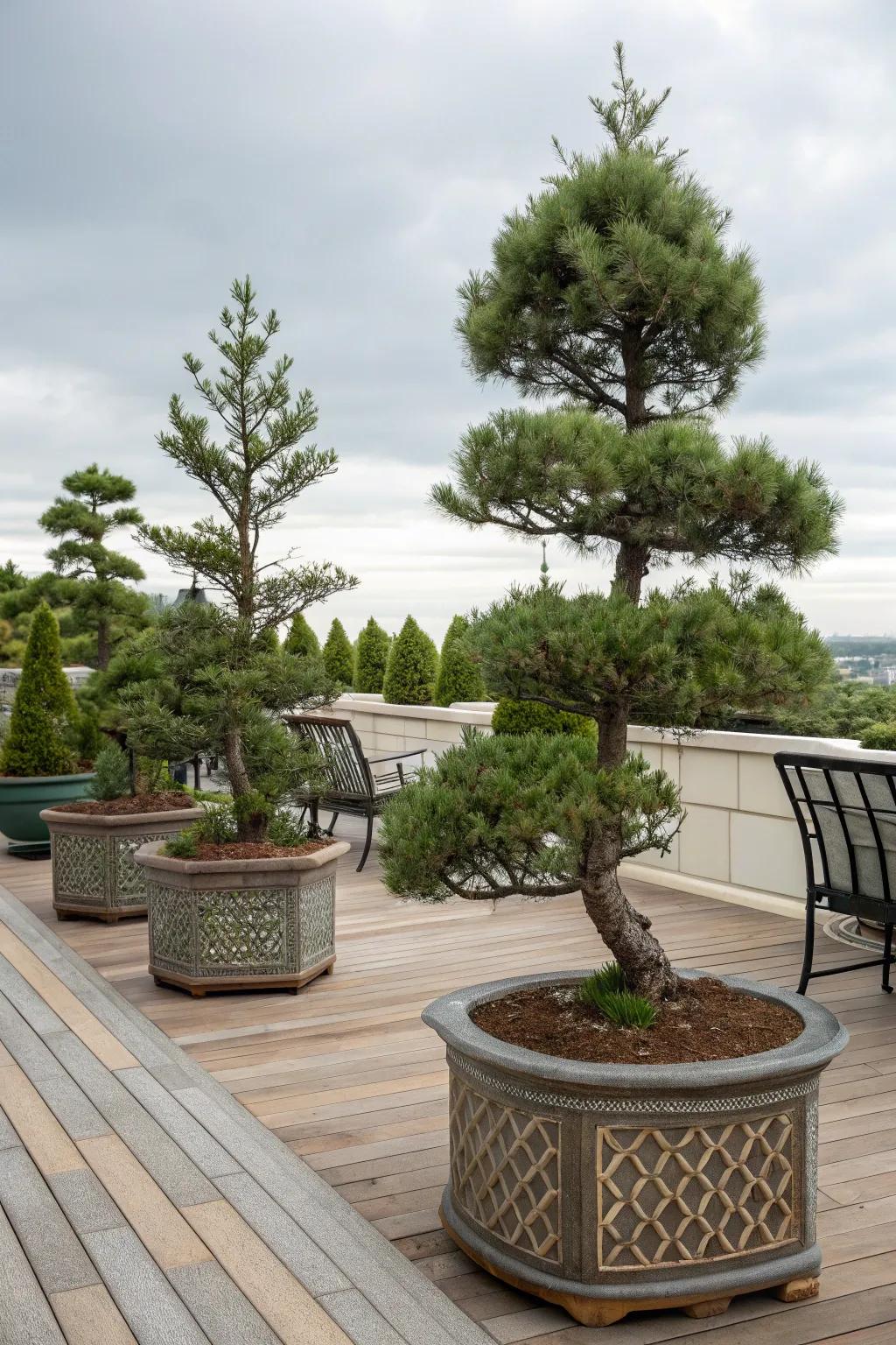 Dwarf pines in containers add greenery to small spaces.