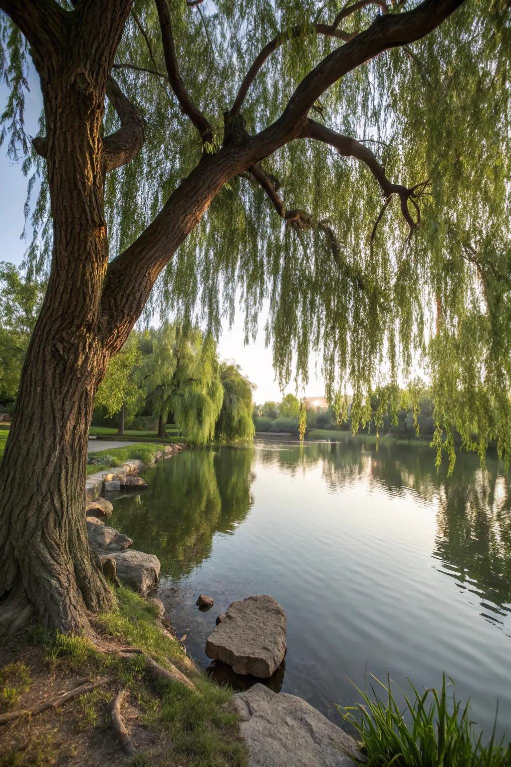 A majestic willow tree casting shade over a pond.