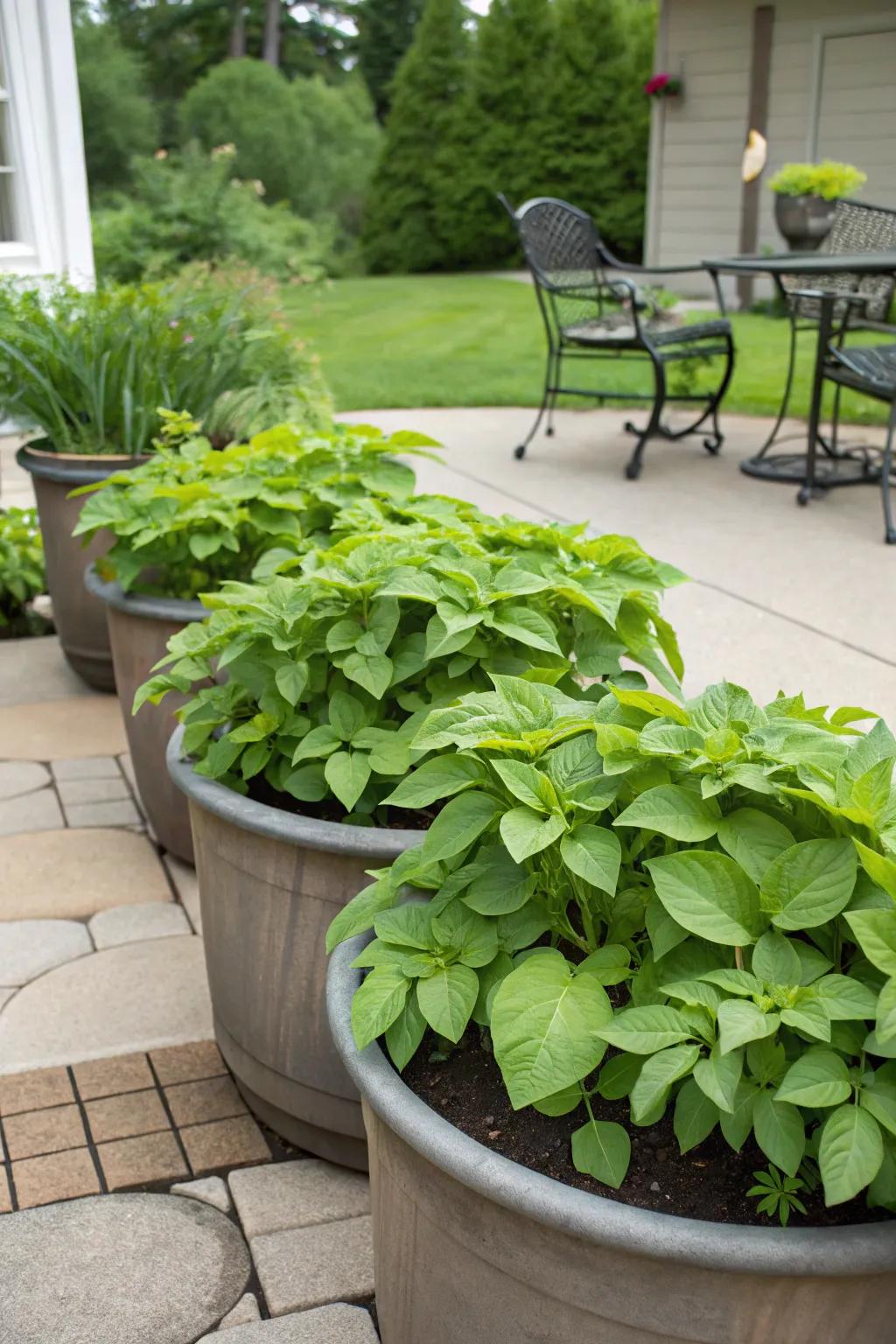 Potato plants flourishing in patio containers.