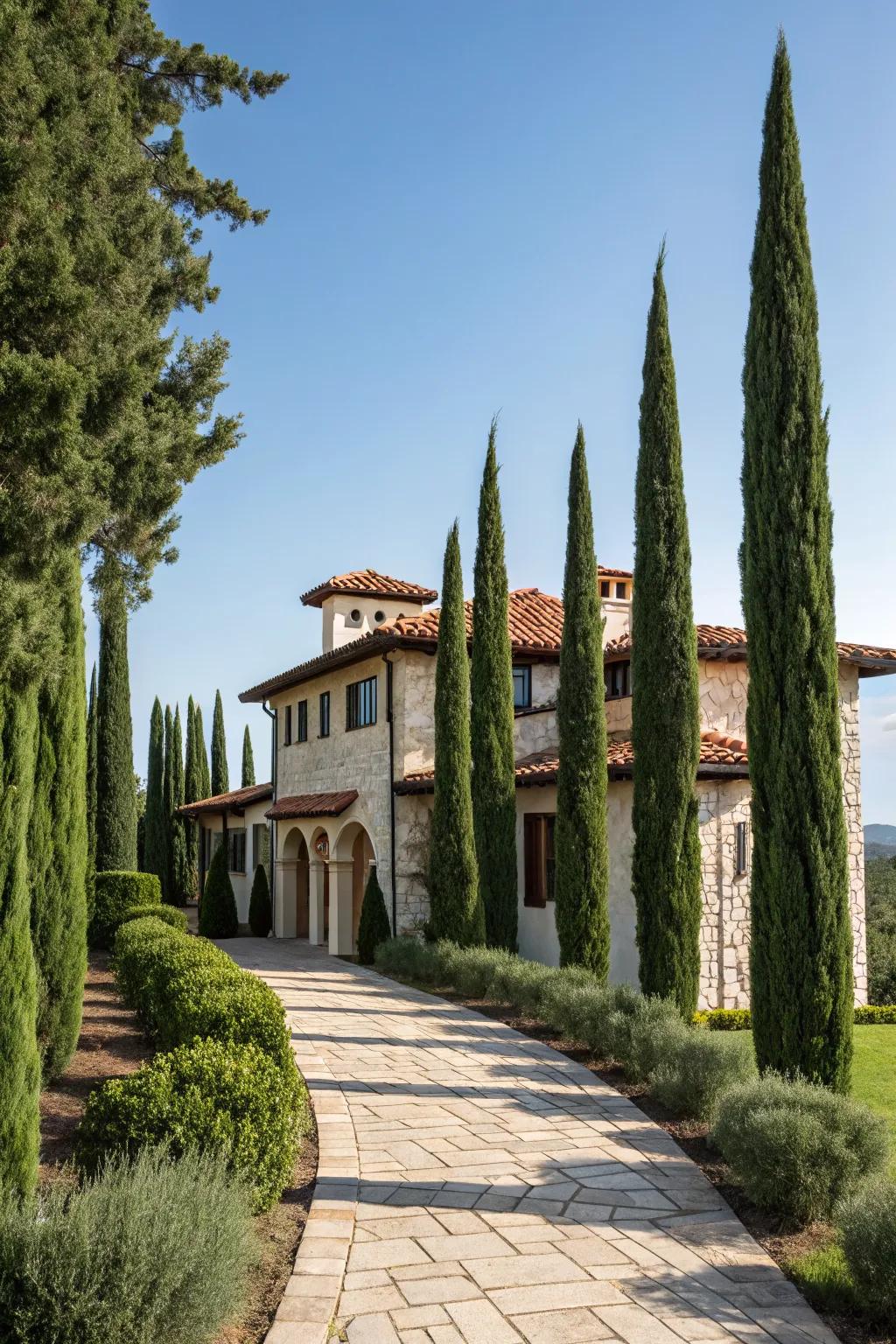 Italian Cypress adds elegance and privacy to any garden.
