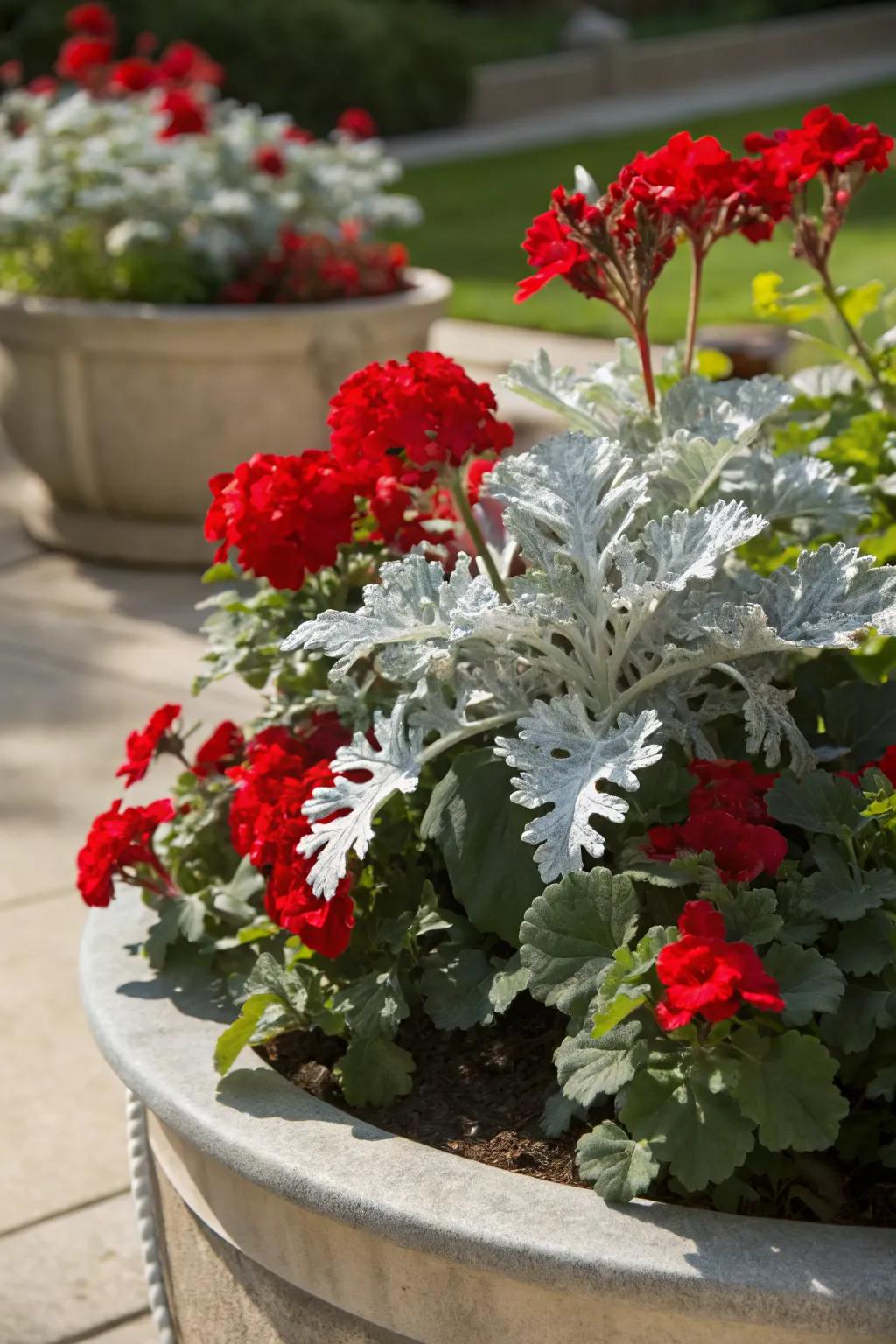 Sophisticated silver foliage of dusty miller highlights the vibrant red of geraniums.