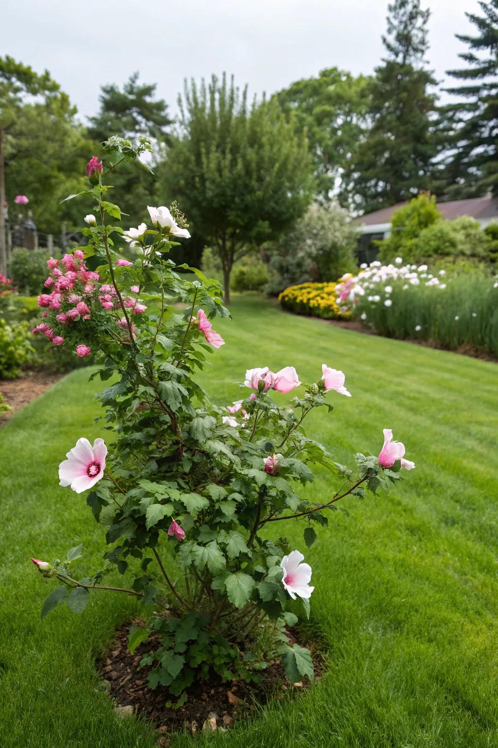 Make Rose of Sharon the centerpiece of your garden.