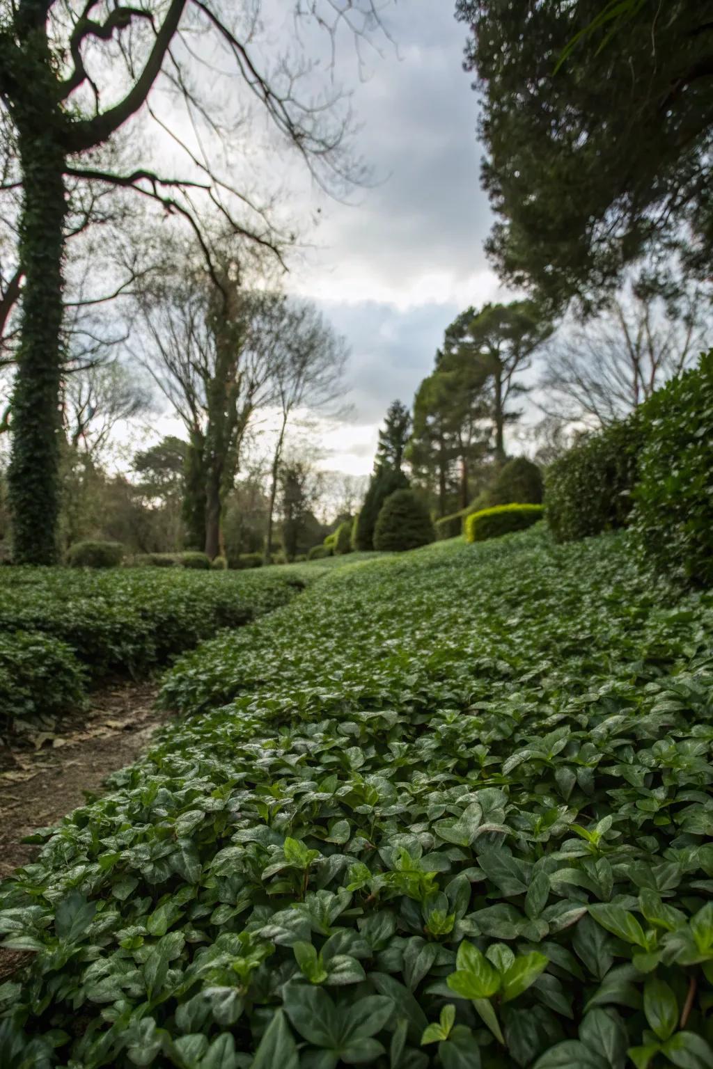 Ground cover plants add texture and suppress weeds.