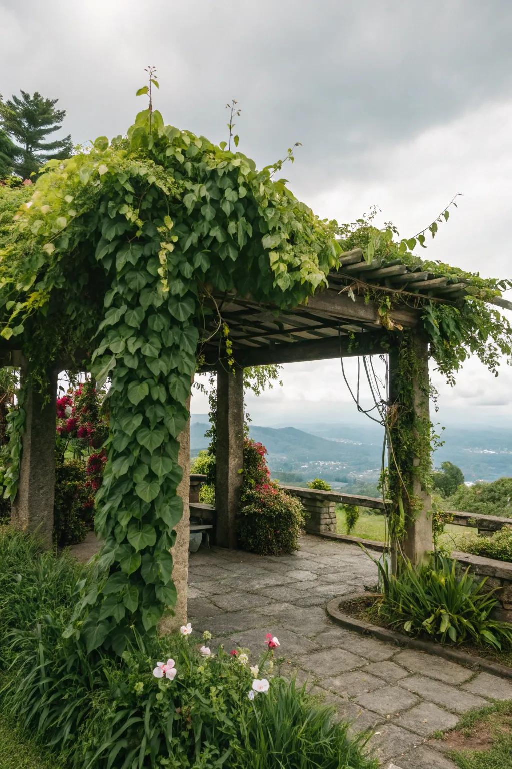 Hanging plants bring life to your pergola.