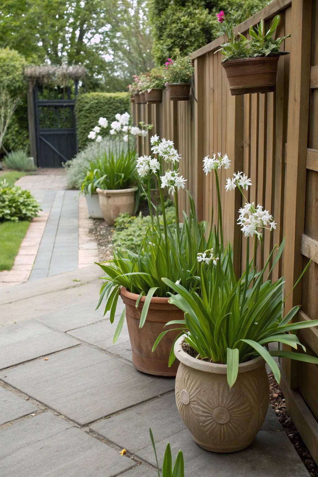 Potted society garlic brings flexibility and charm to any space.