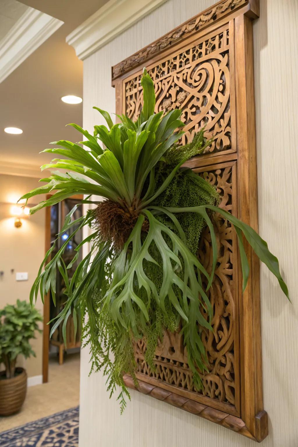 Bring natural elegance indoors with a staghorn fern on a wooden panel.