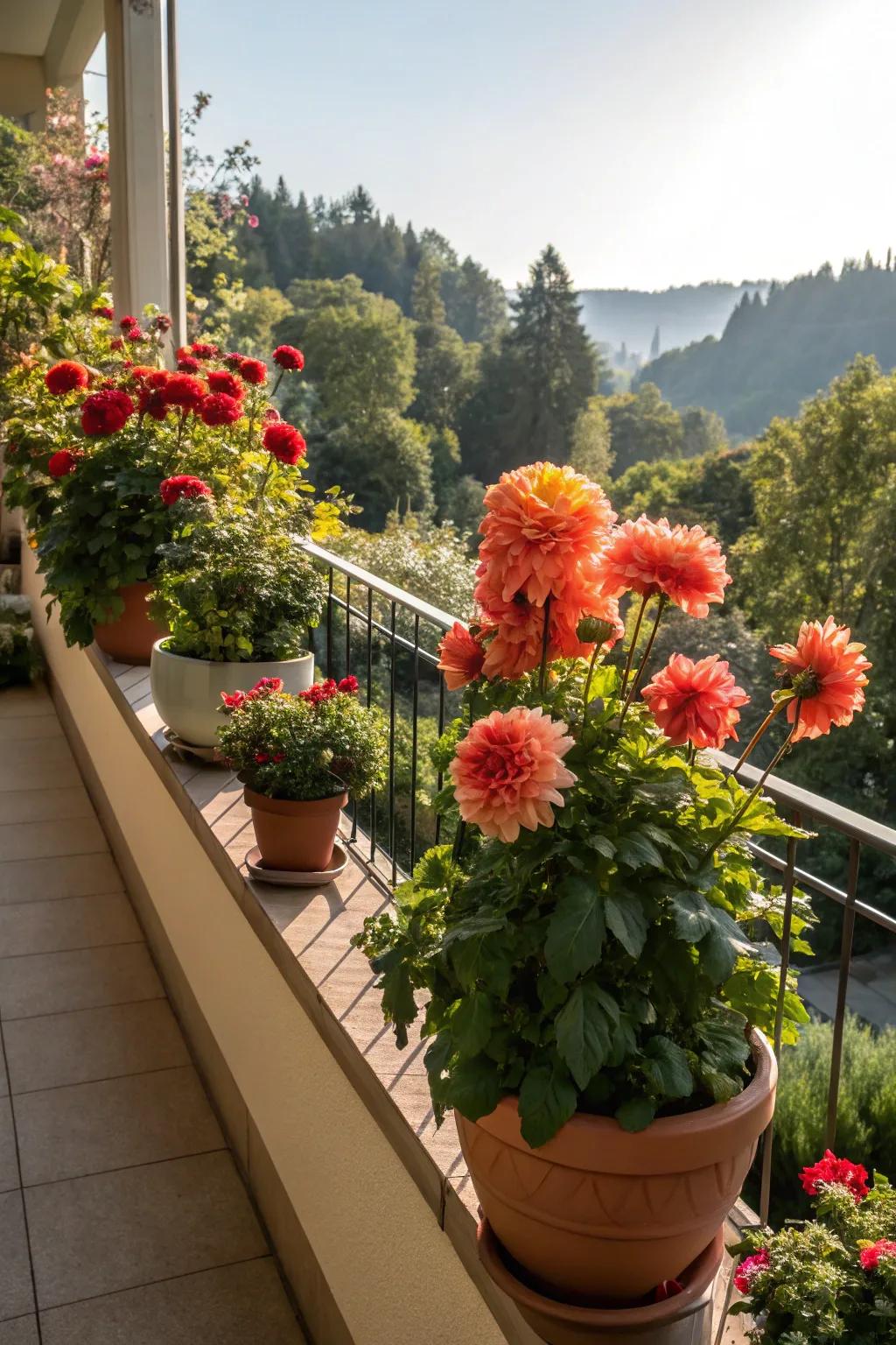 Potted dahlias enjoying the sunny balcony