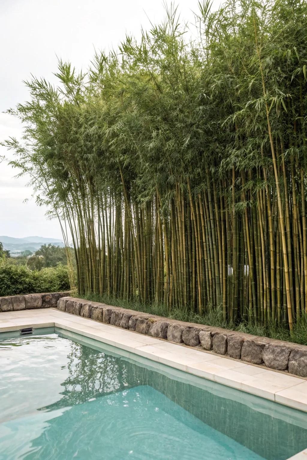 Tall plants provide a natural and serene privacy solution.