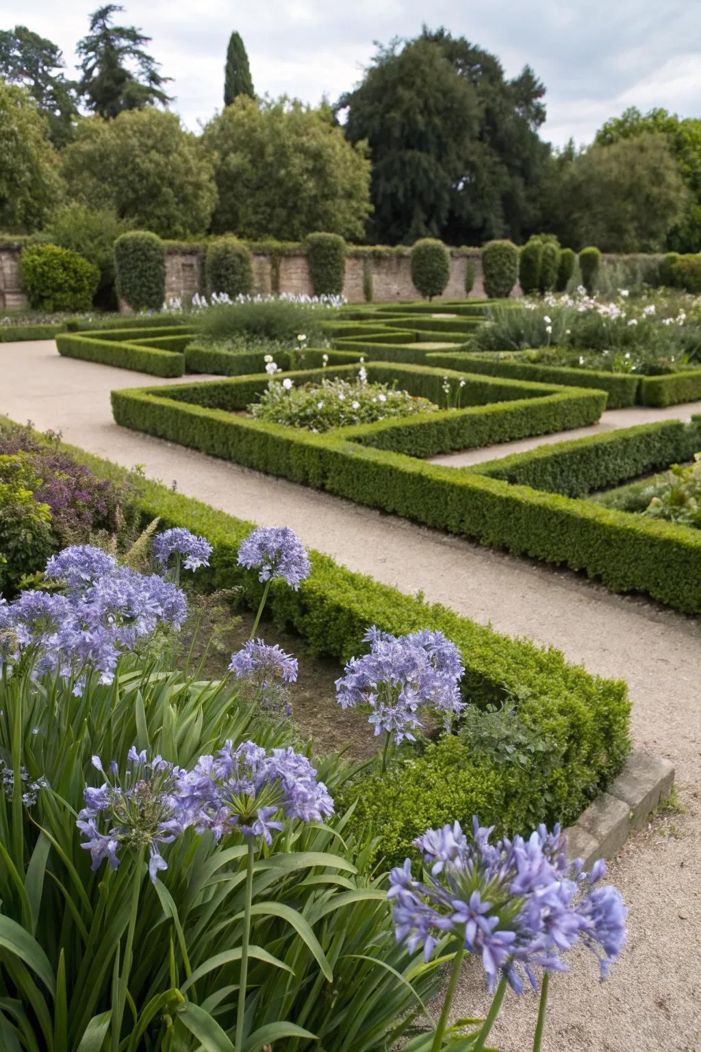 Add elegance to formal gardens with agapanthus.