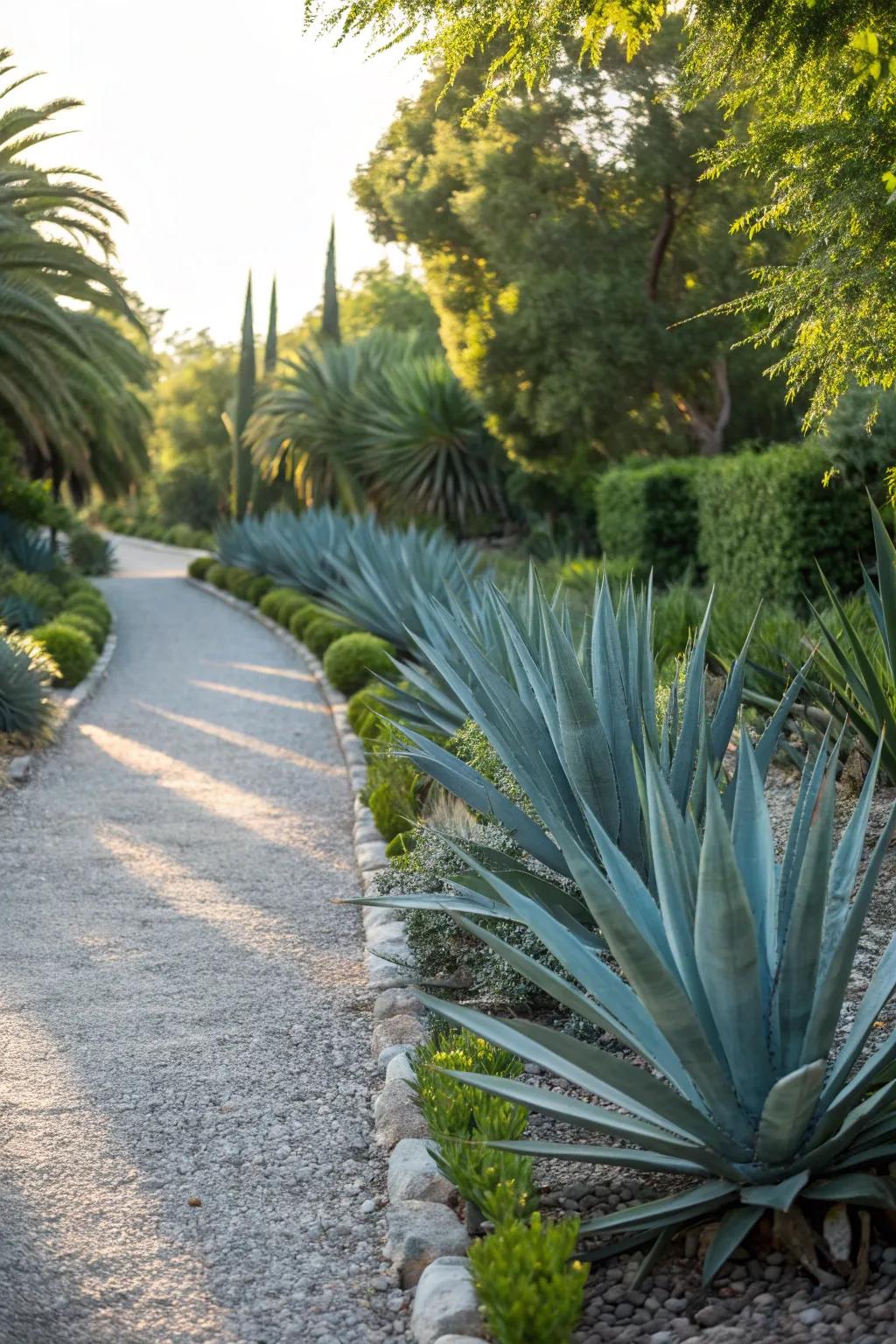 Agave plants lining a garden pathway for aesthetic appeal.